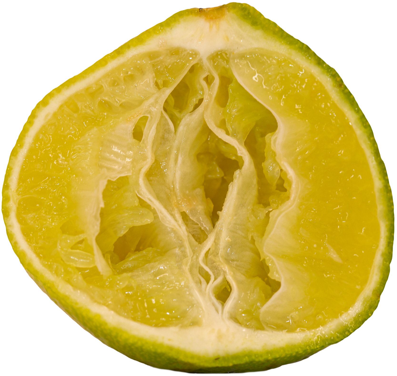 Lime+Fresh+2+N25A4975-1.png