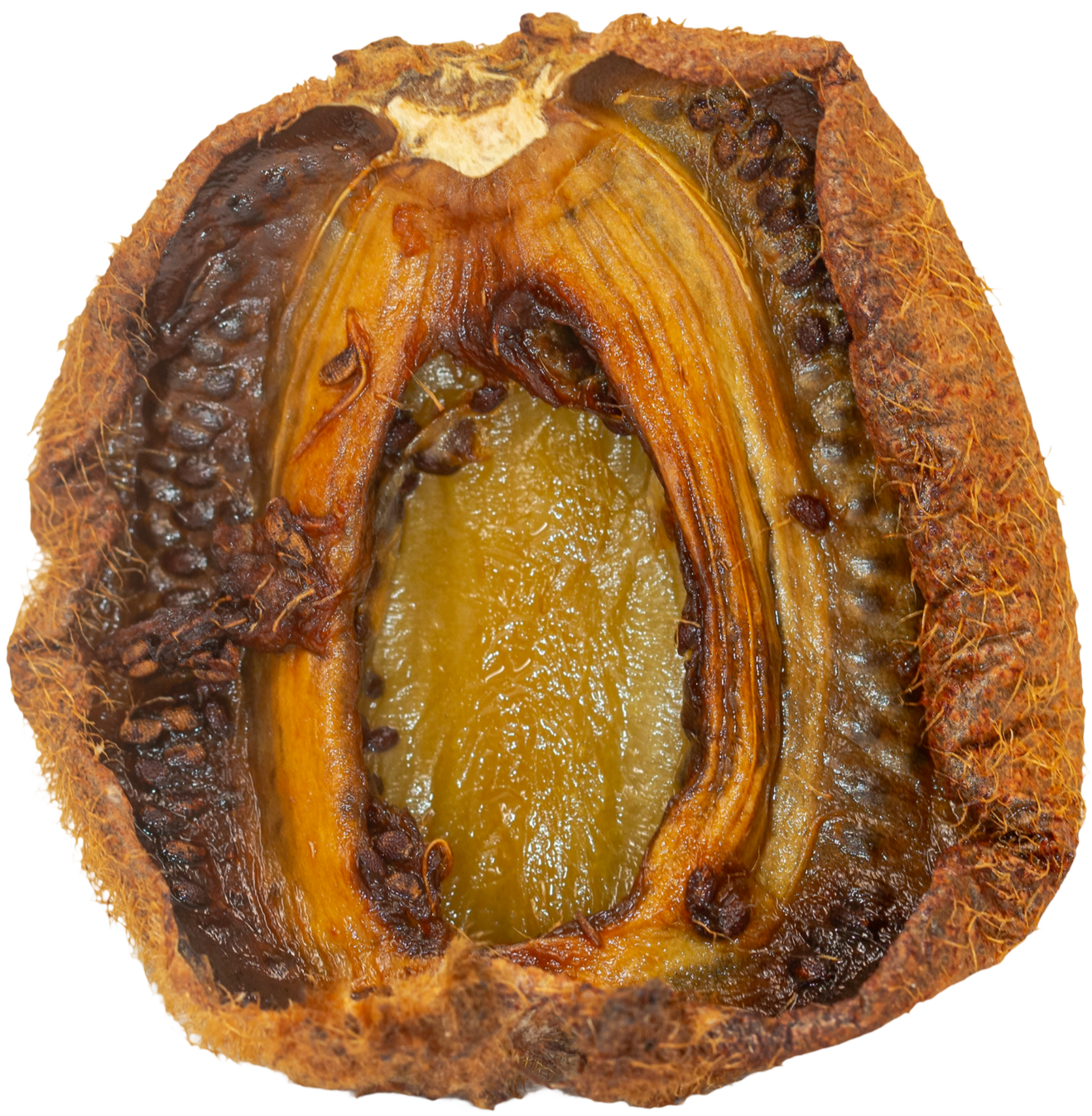Smaller+Kiwi.png