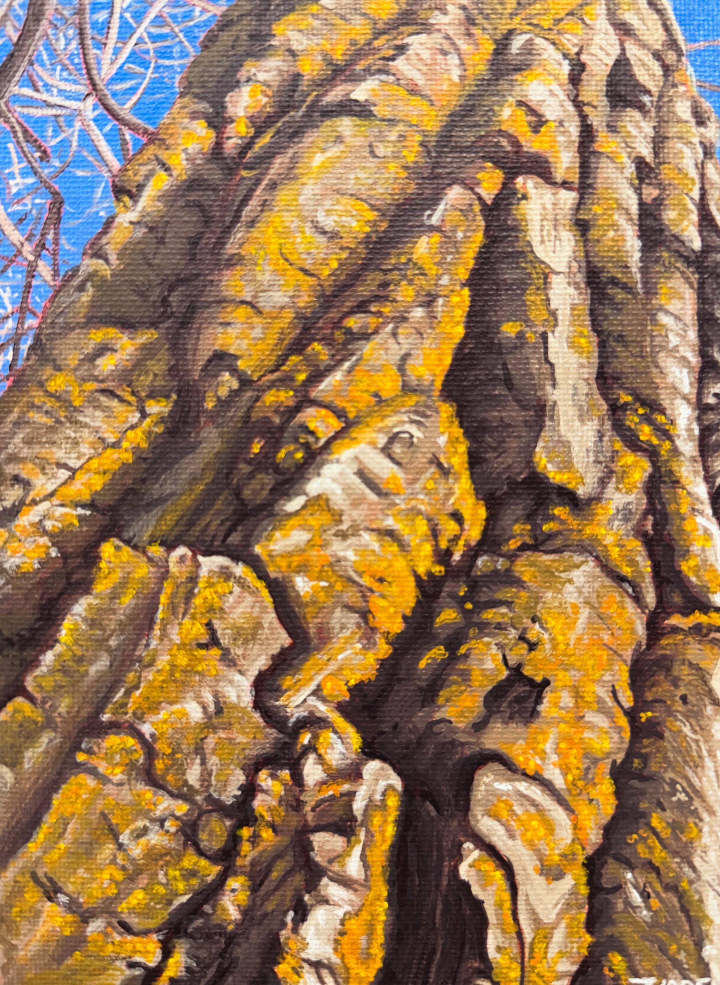 COTTONWOOD MACRO (2025)