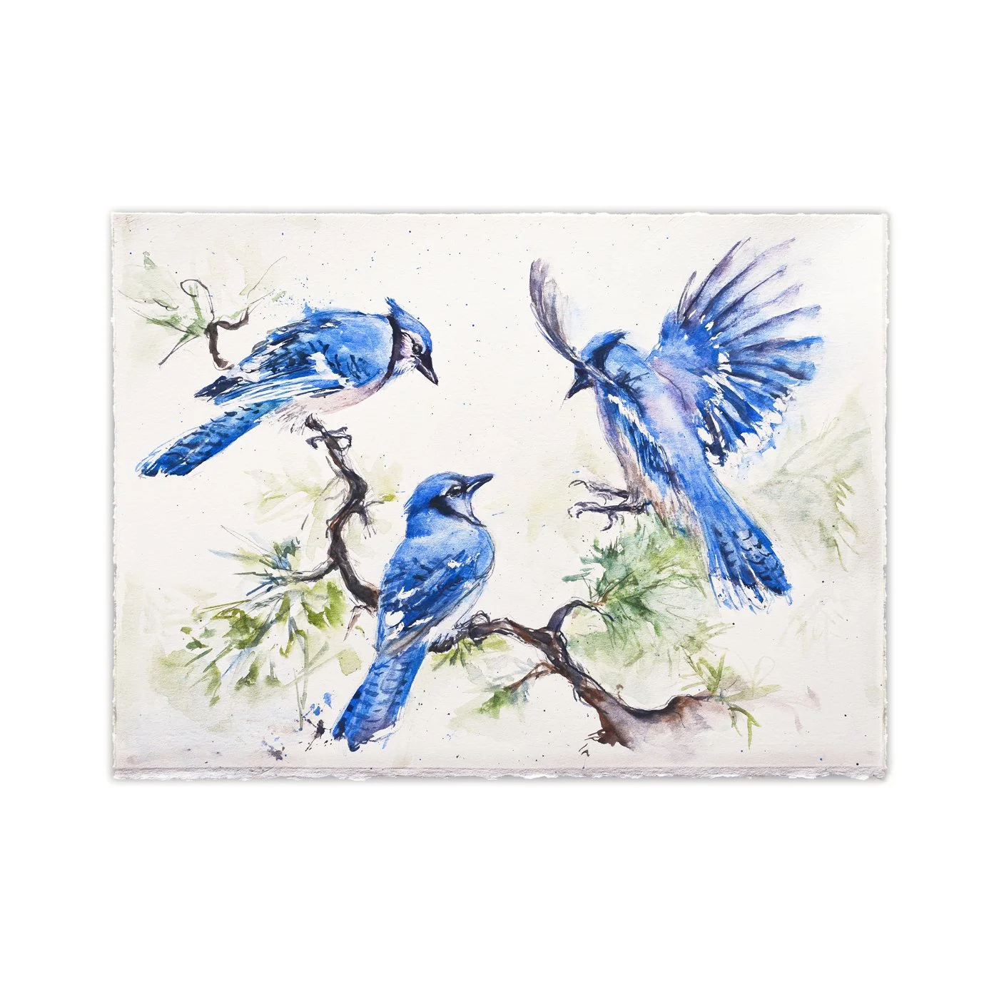 Blue Jays