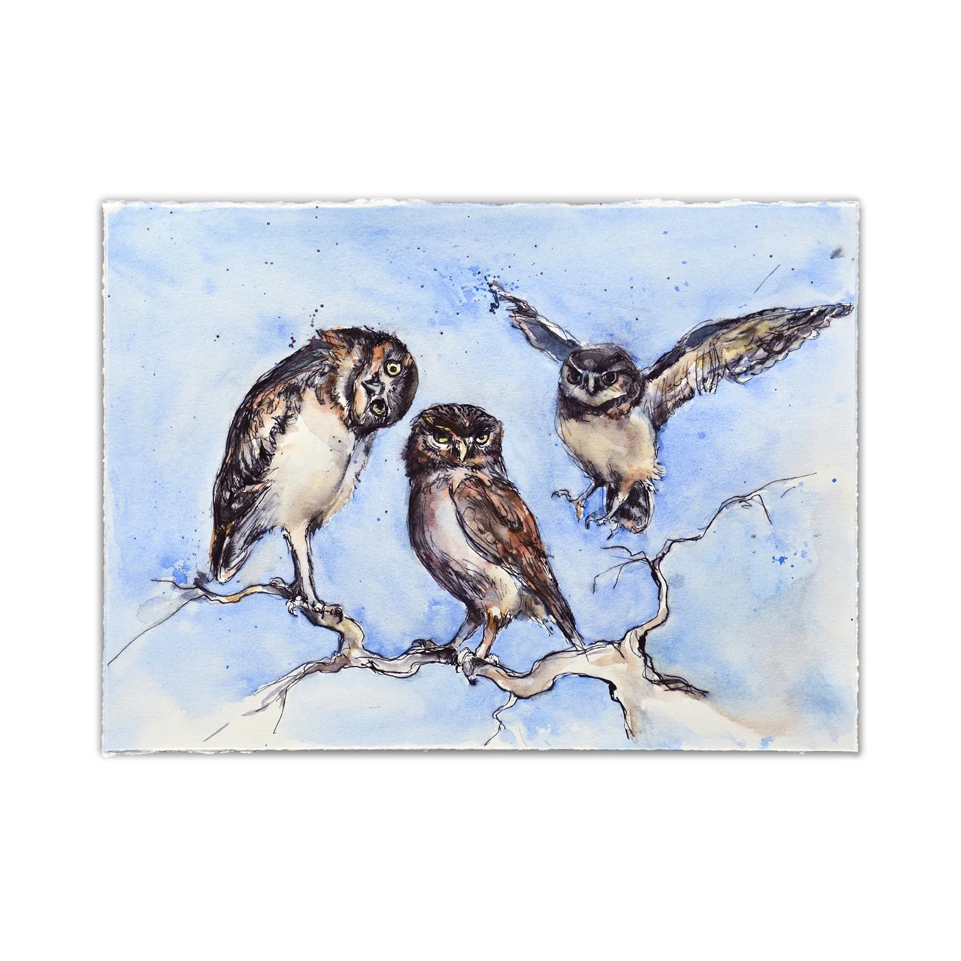 Burrowing owls on Blue
