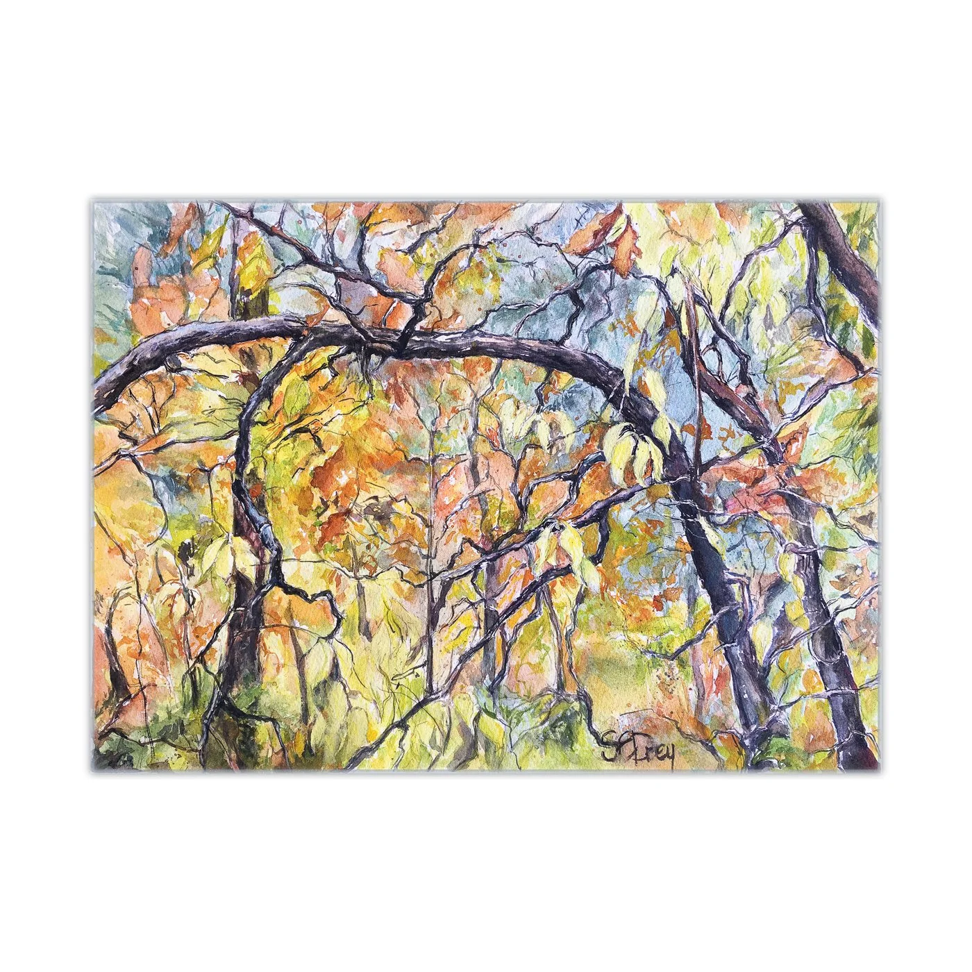 Tangled Trees