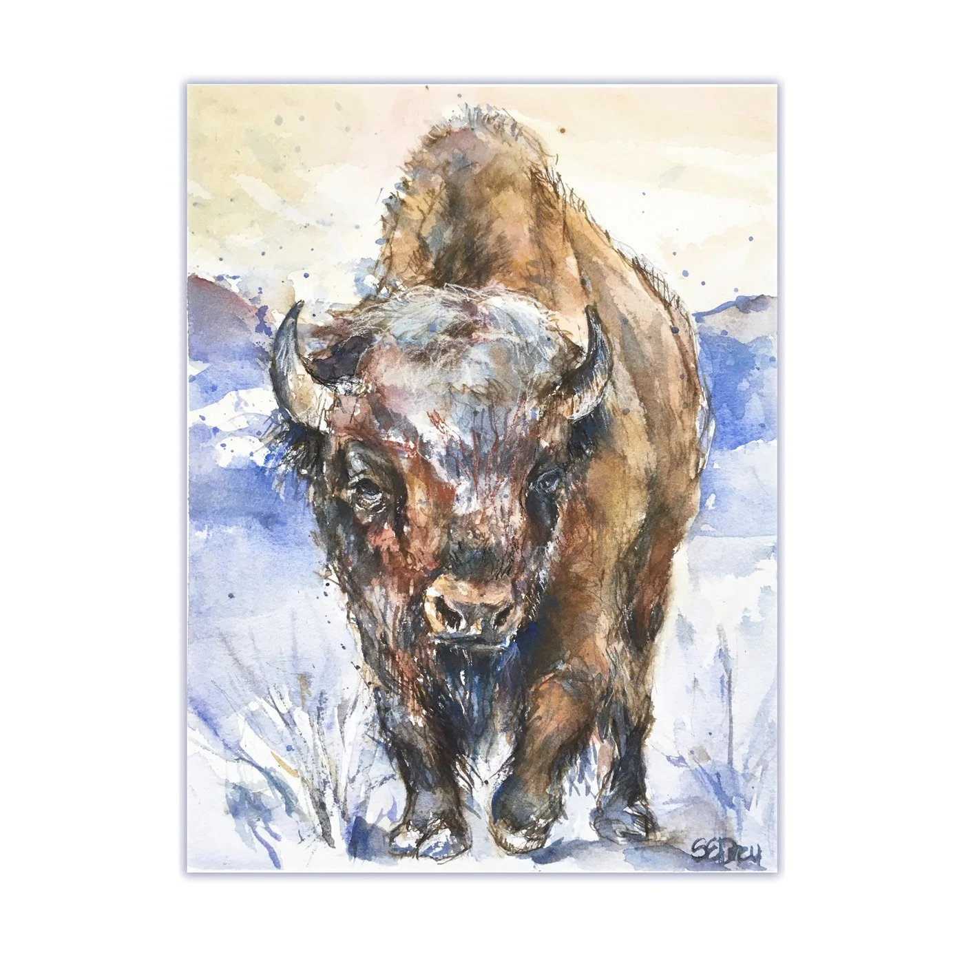 mountain bison