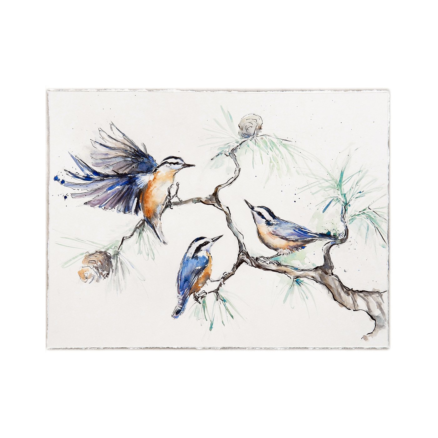 Nuthatches