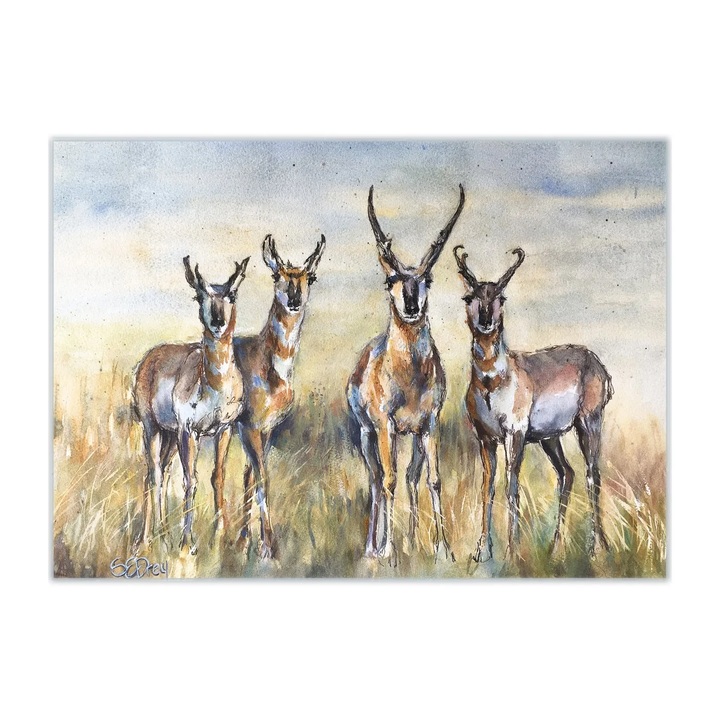 Pronghorns