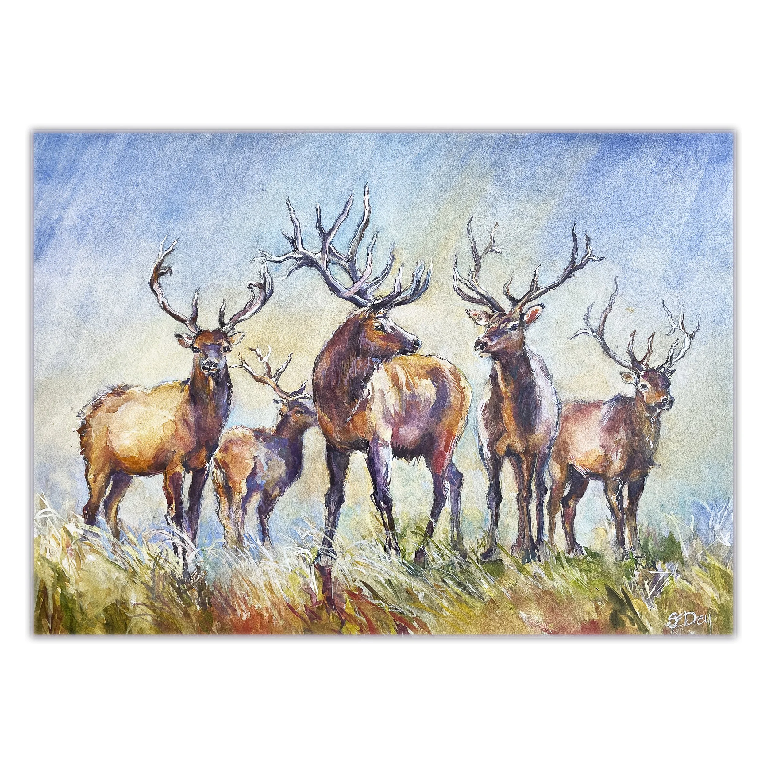 AAA_Elk 8x11_2073.jpg