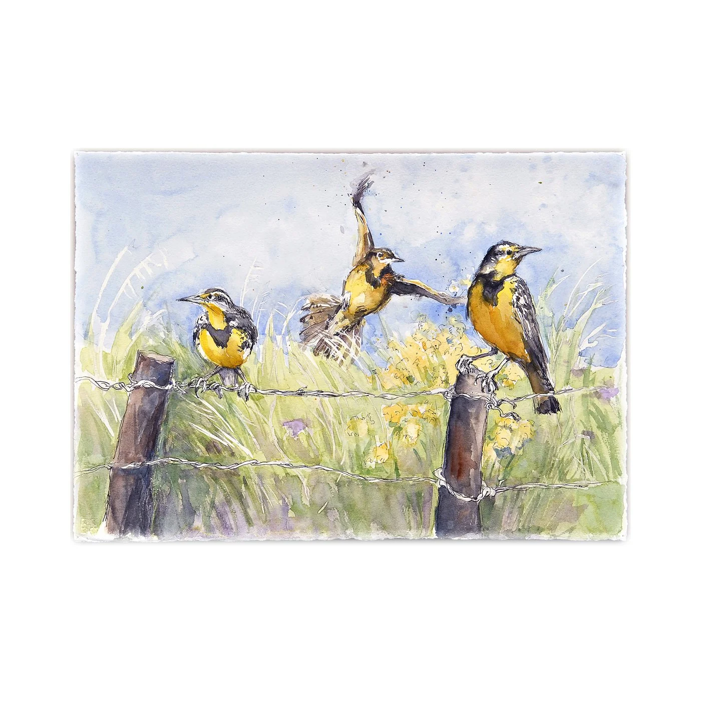 Meadowlarks #1