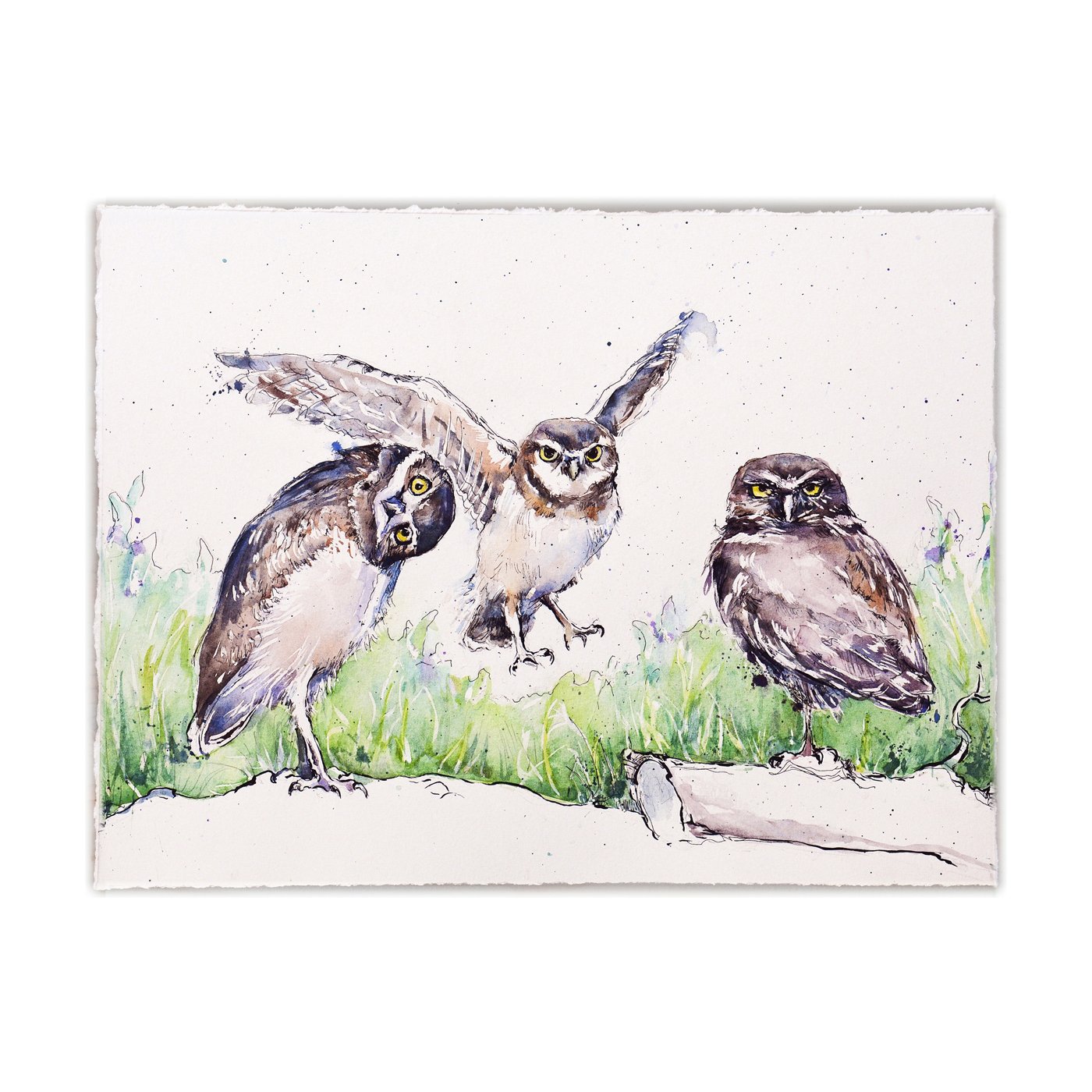 Burrowing owls in grass