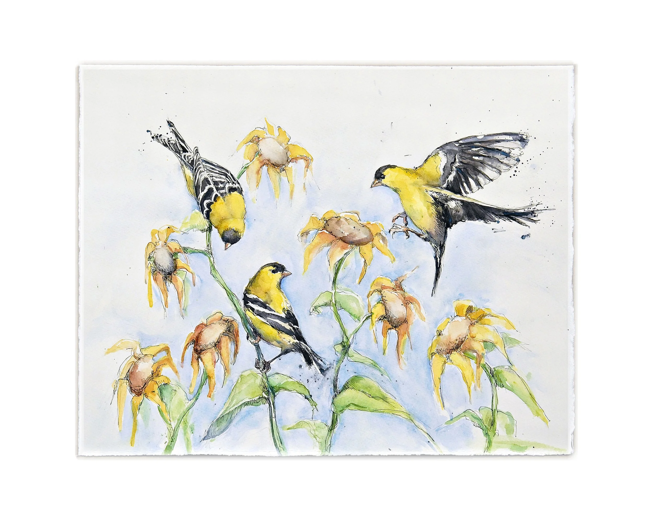 Gold finches