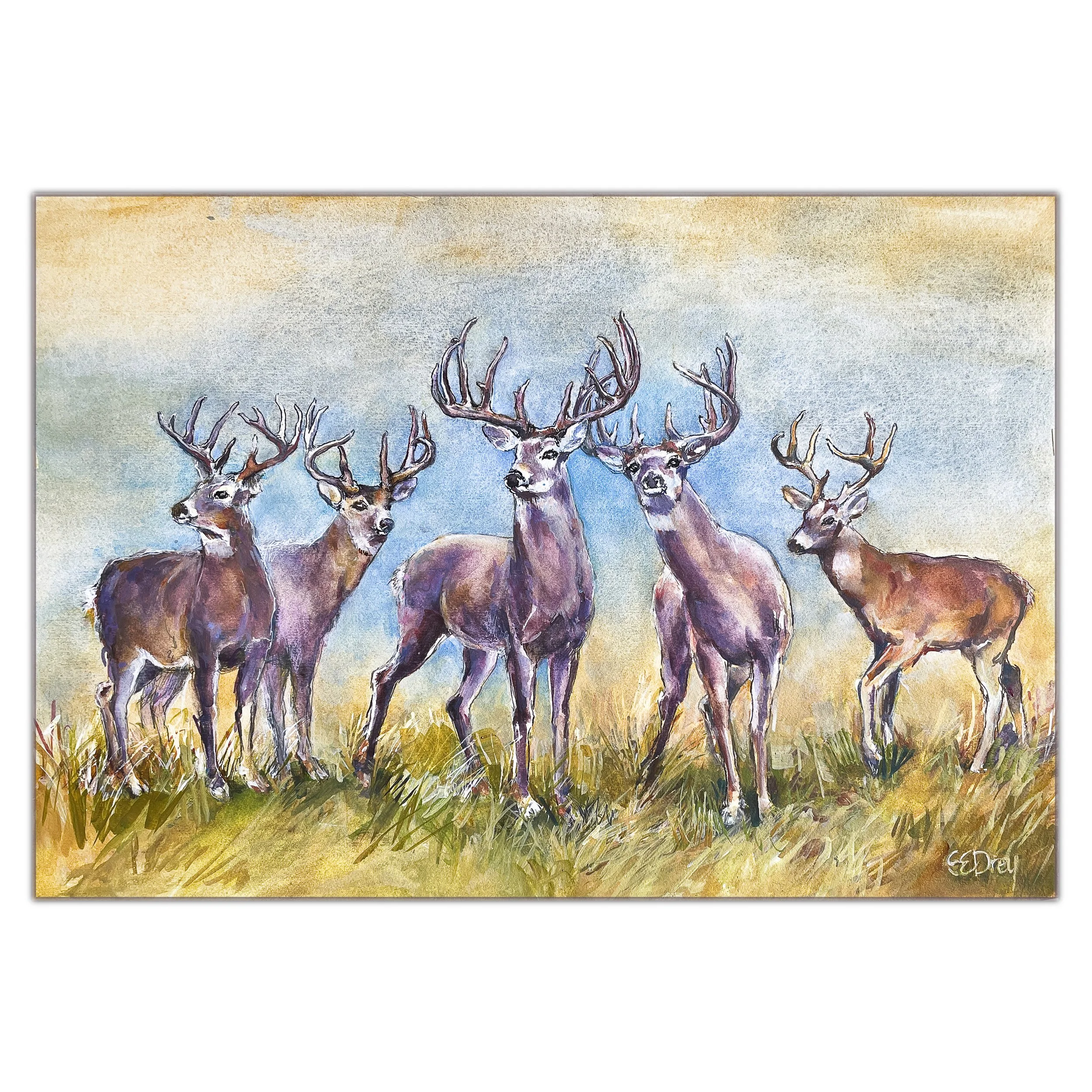 white tail_9x13.jpg