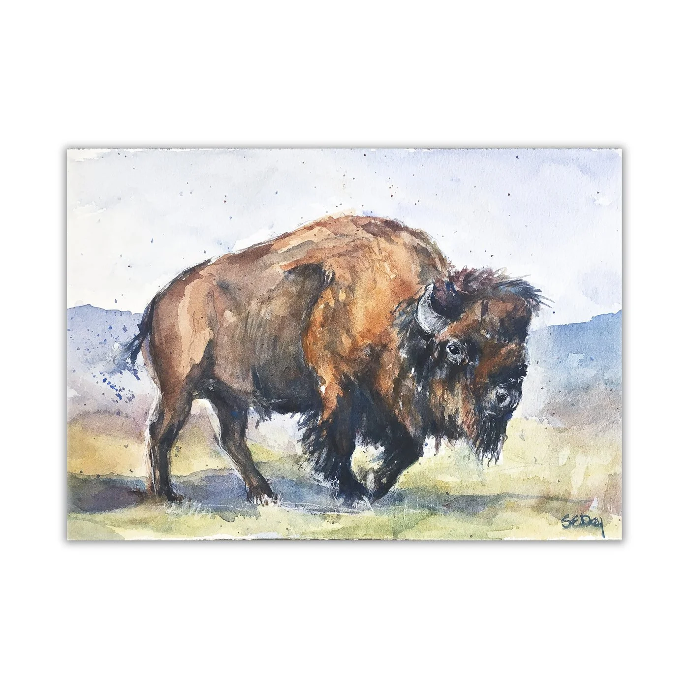 Calm bison