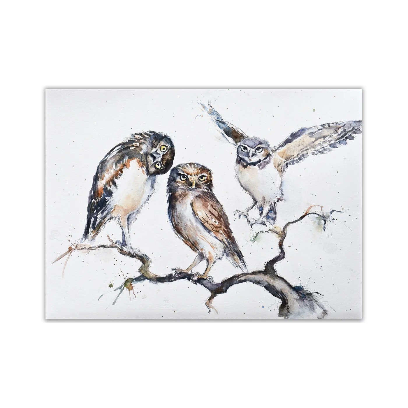 Burrowing owls neutral tones