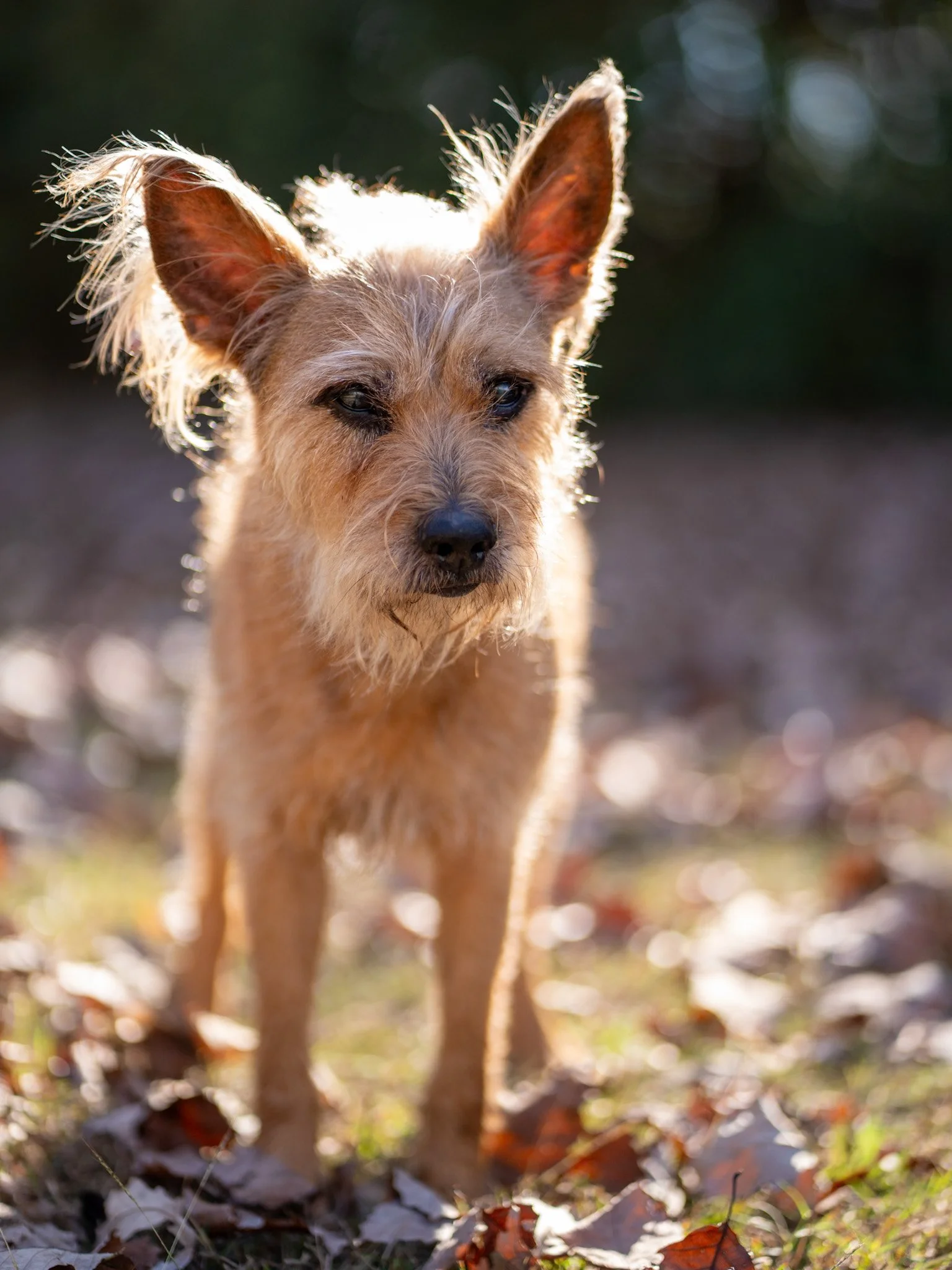 Odie - A28L367-2.jpg