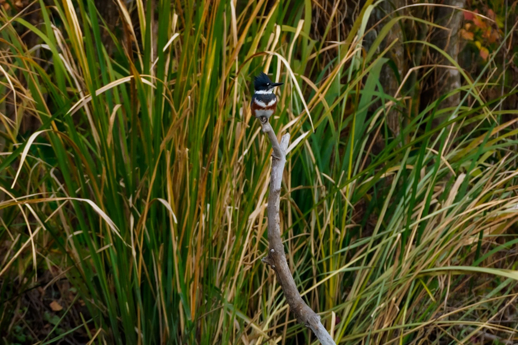D71_1567.jpg