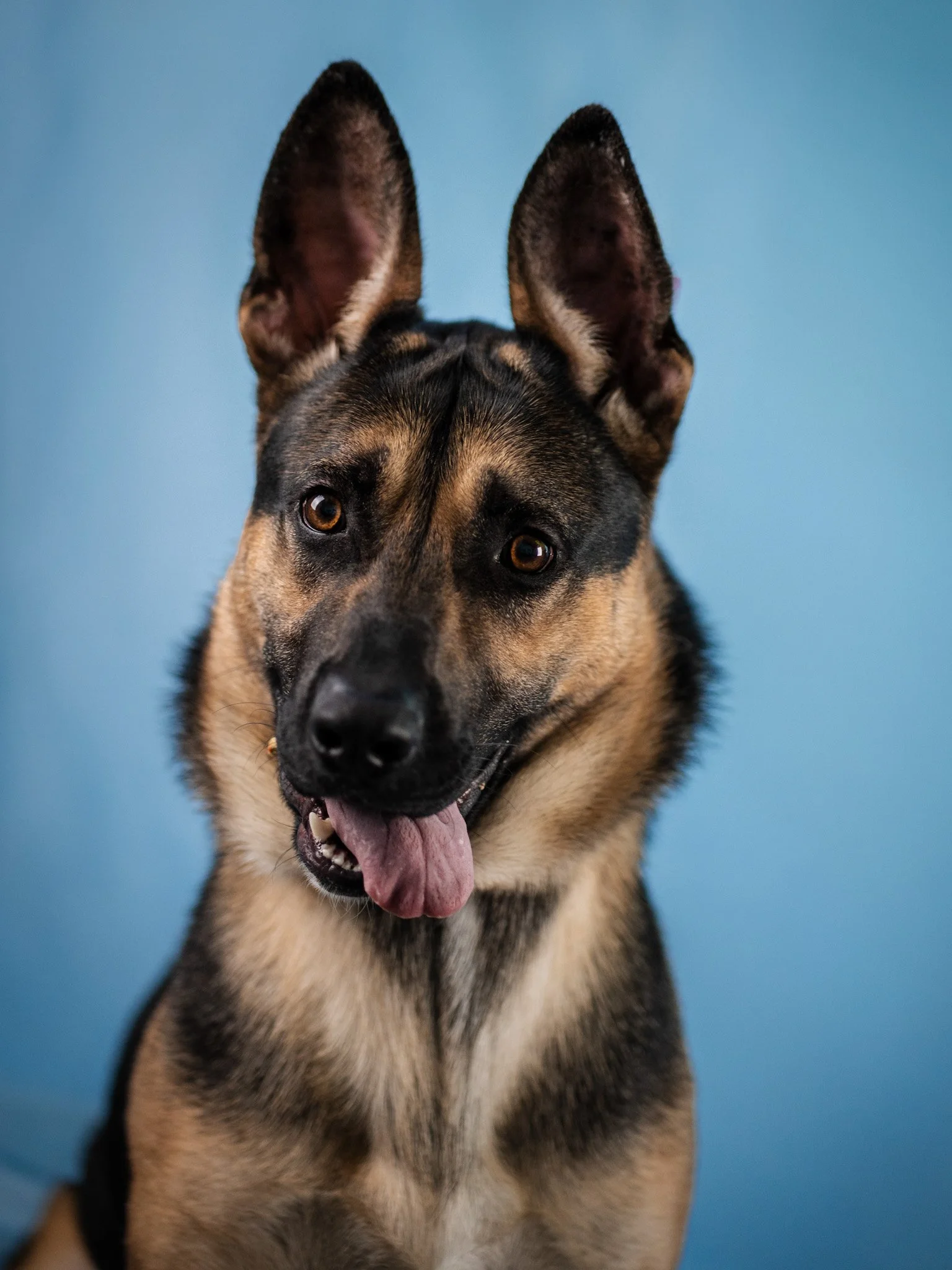 Scotty-A280493-3.jpg