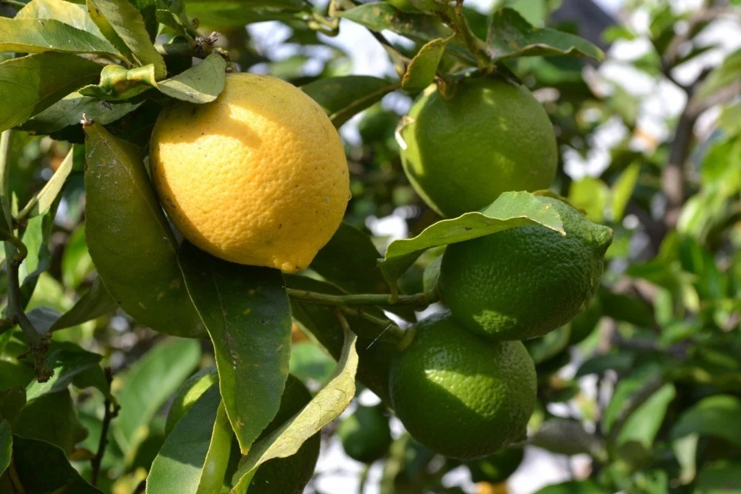 Limón Tahití