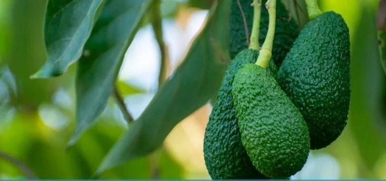 Aguacate Hass