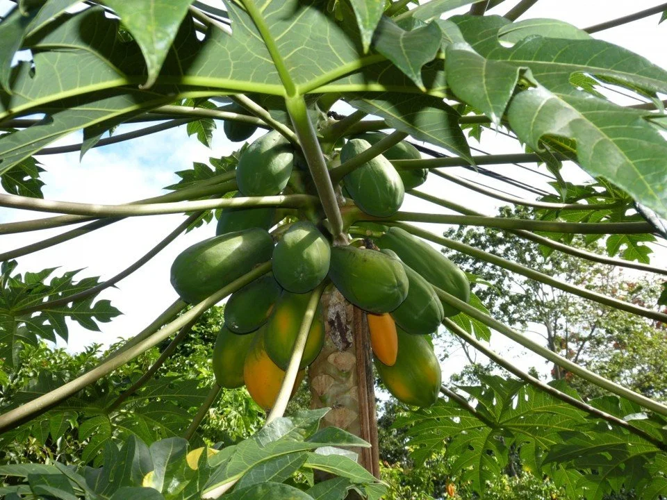 Papaya