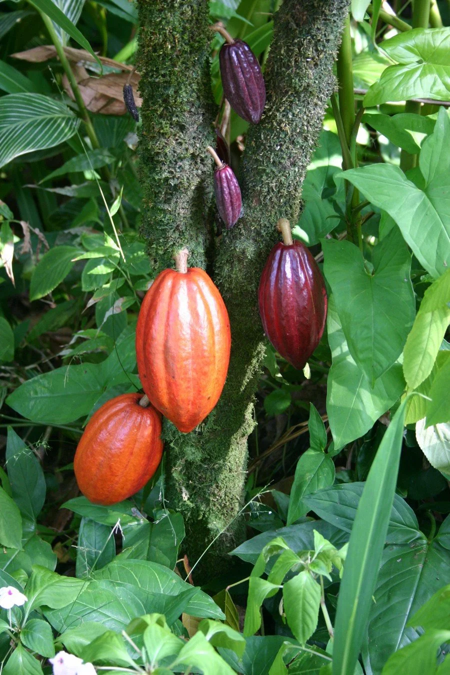 Cacao fino