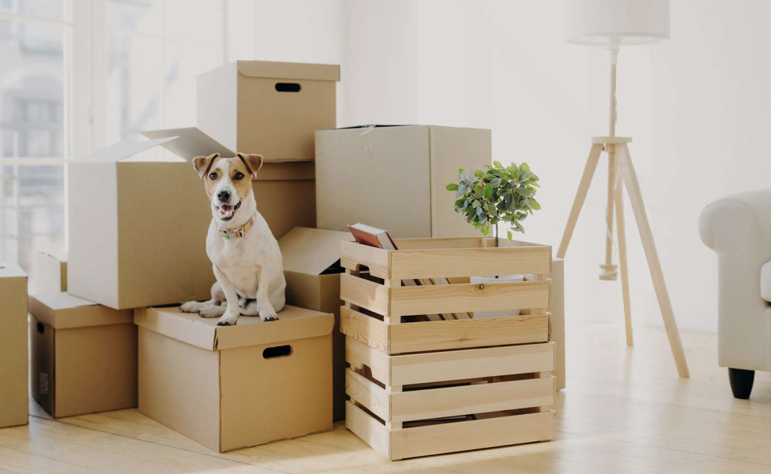 FRG Team: Tips for Moving with Your Dog