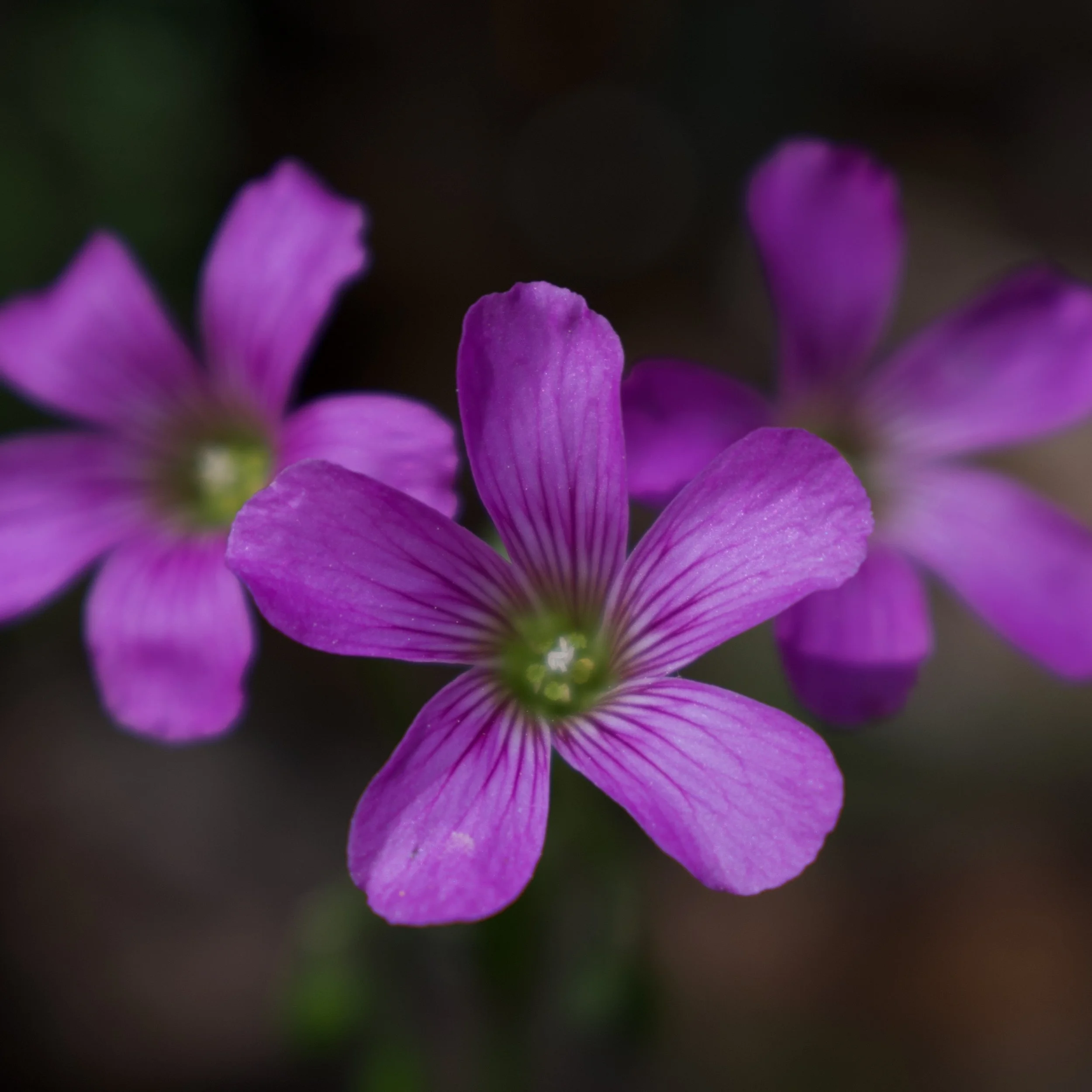 DSC_0028.jpeg