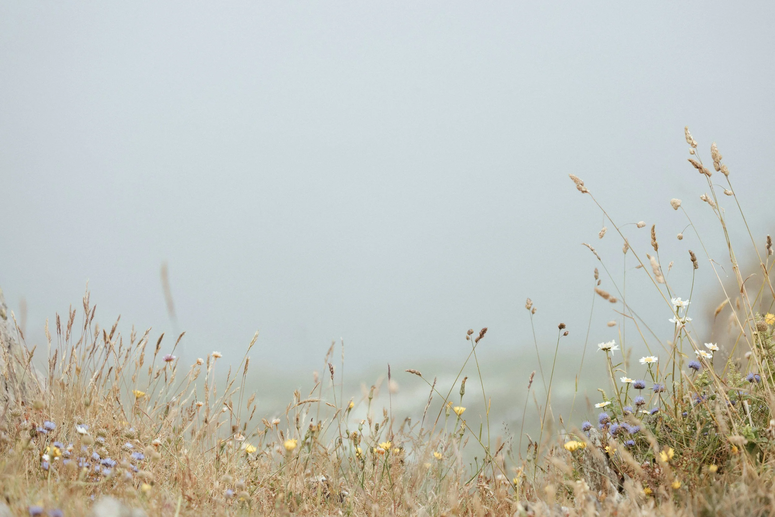 A field of wildflowers with tall, dry grasses and a few white and purple flowers, under a light, overcast sky.