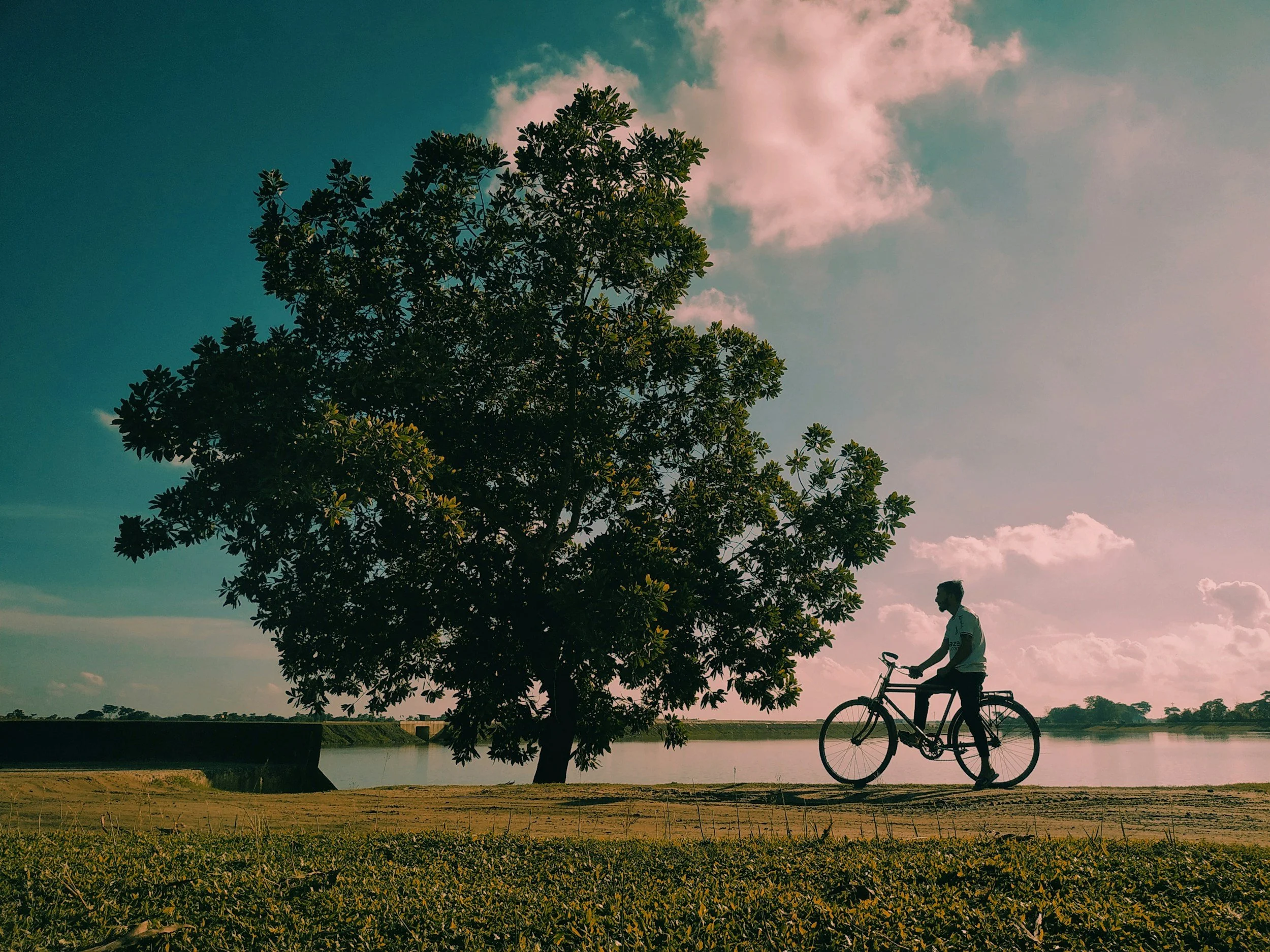 A person riding a bicycle near a large tree by a body of water, with a cloudy sky and a sunset or sunrise background.