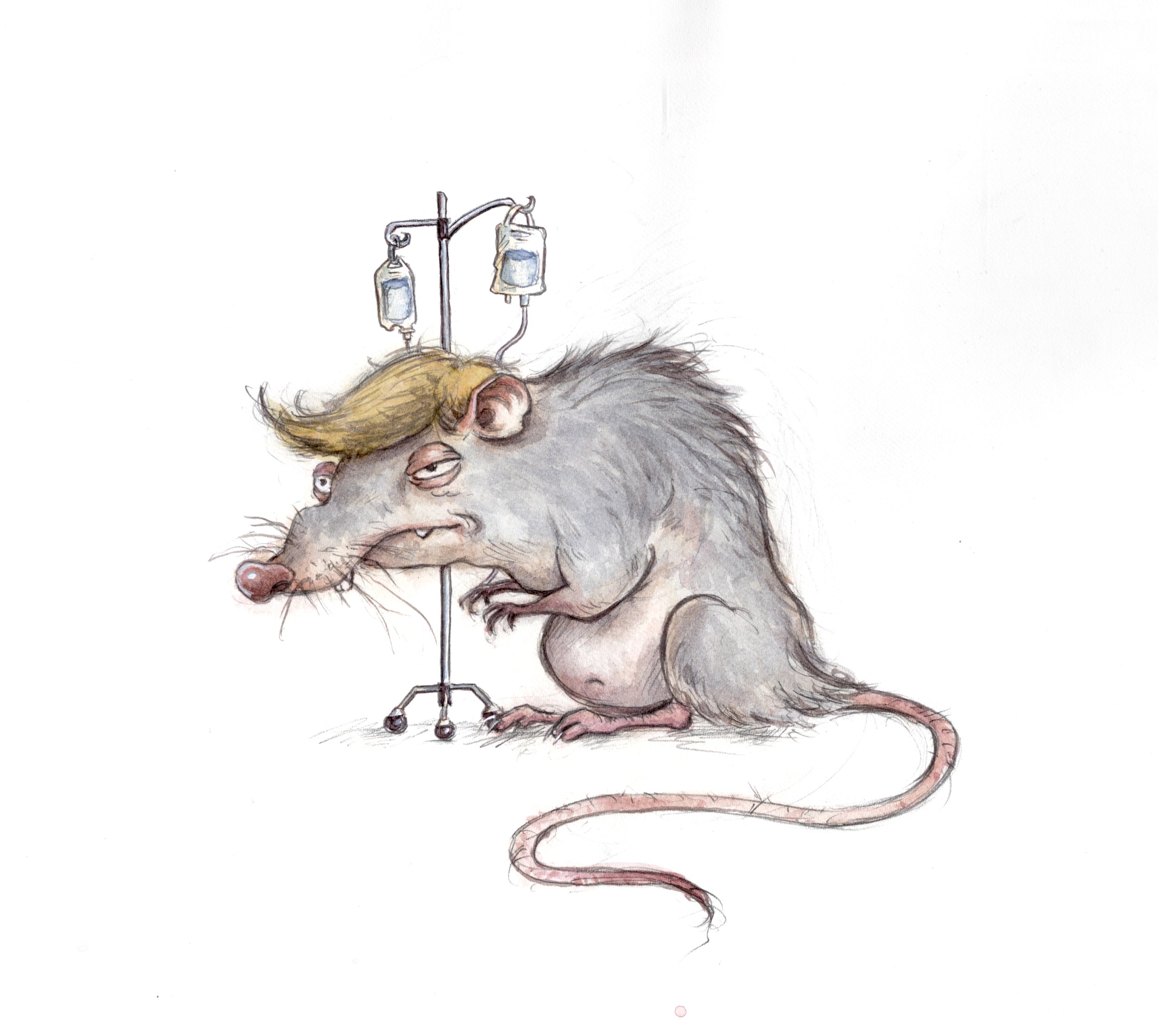 sick rat (2).jpg