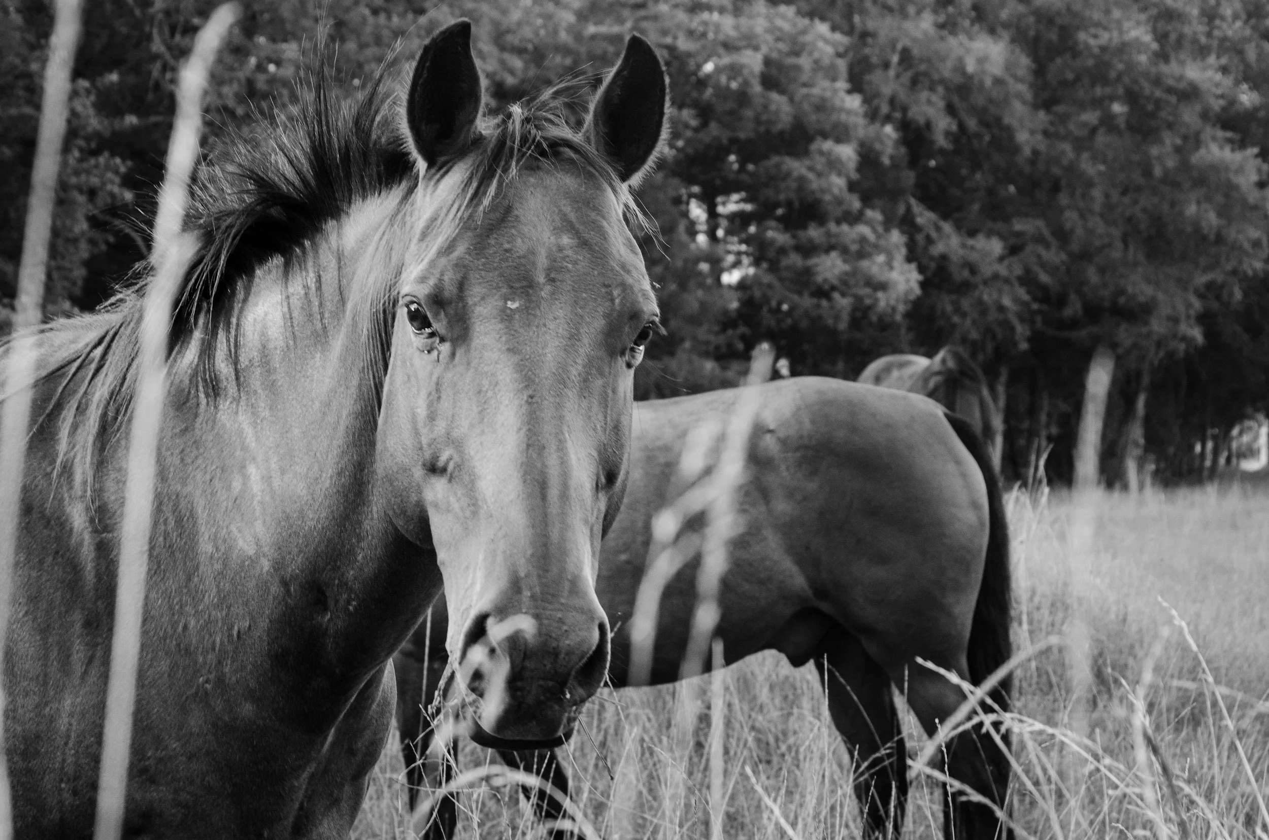 A black and white photo of a horse's face with a mane, with trees and several other horses in the background.