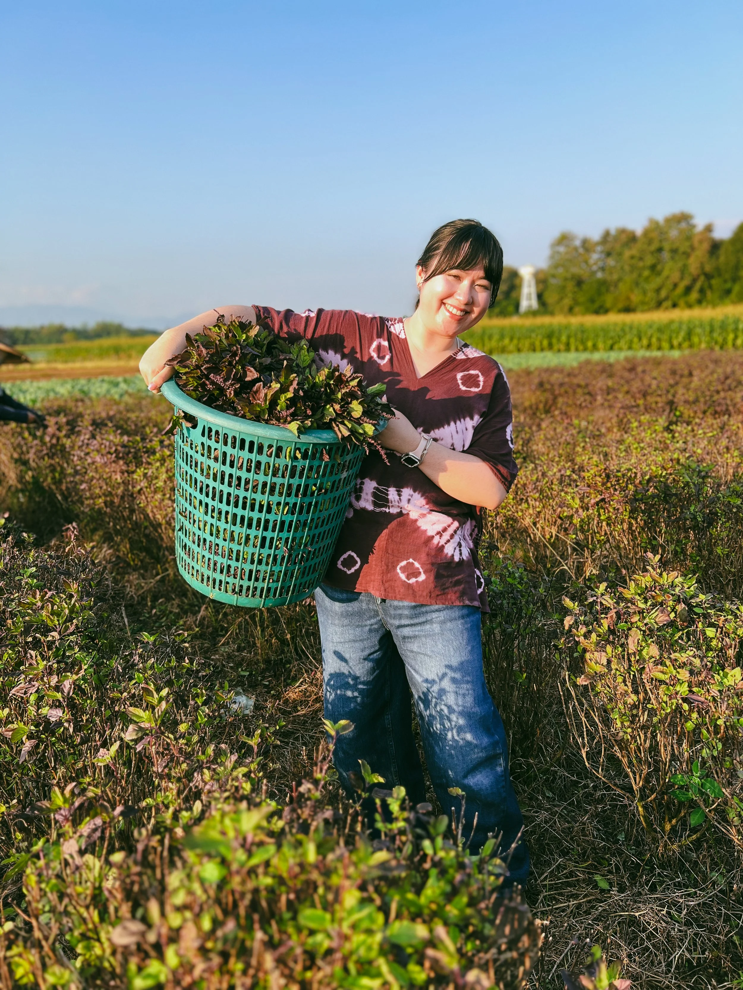 Woman smiling and holding a basket of harvested thai herbs in a field, with fields and trees in the background under a clear blue sky.