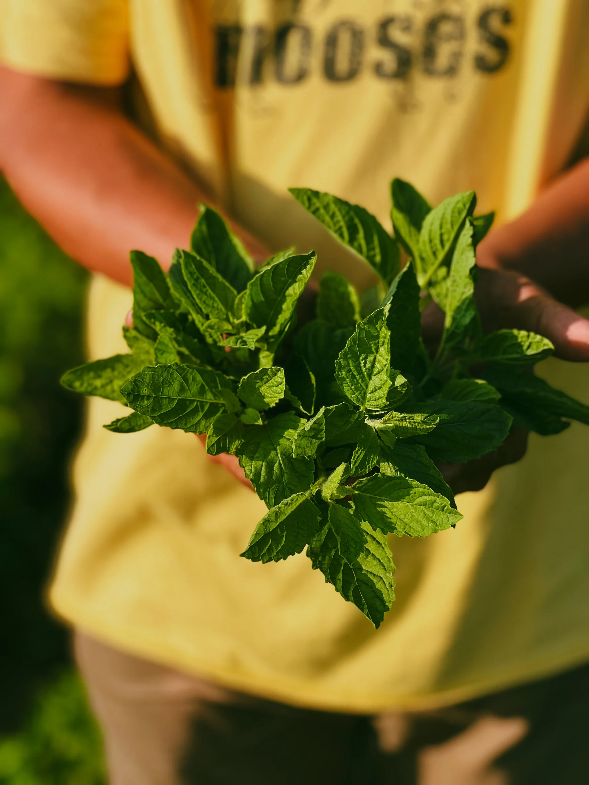 Close-up of mint leaves with a blurred yellow object in the background.