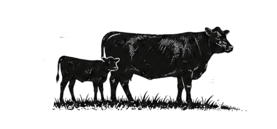 Black and white illustration of a cow and a calf standing on grass, with clouds in the background.