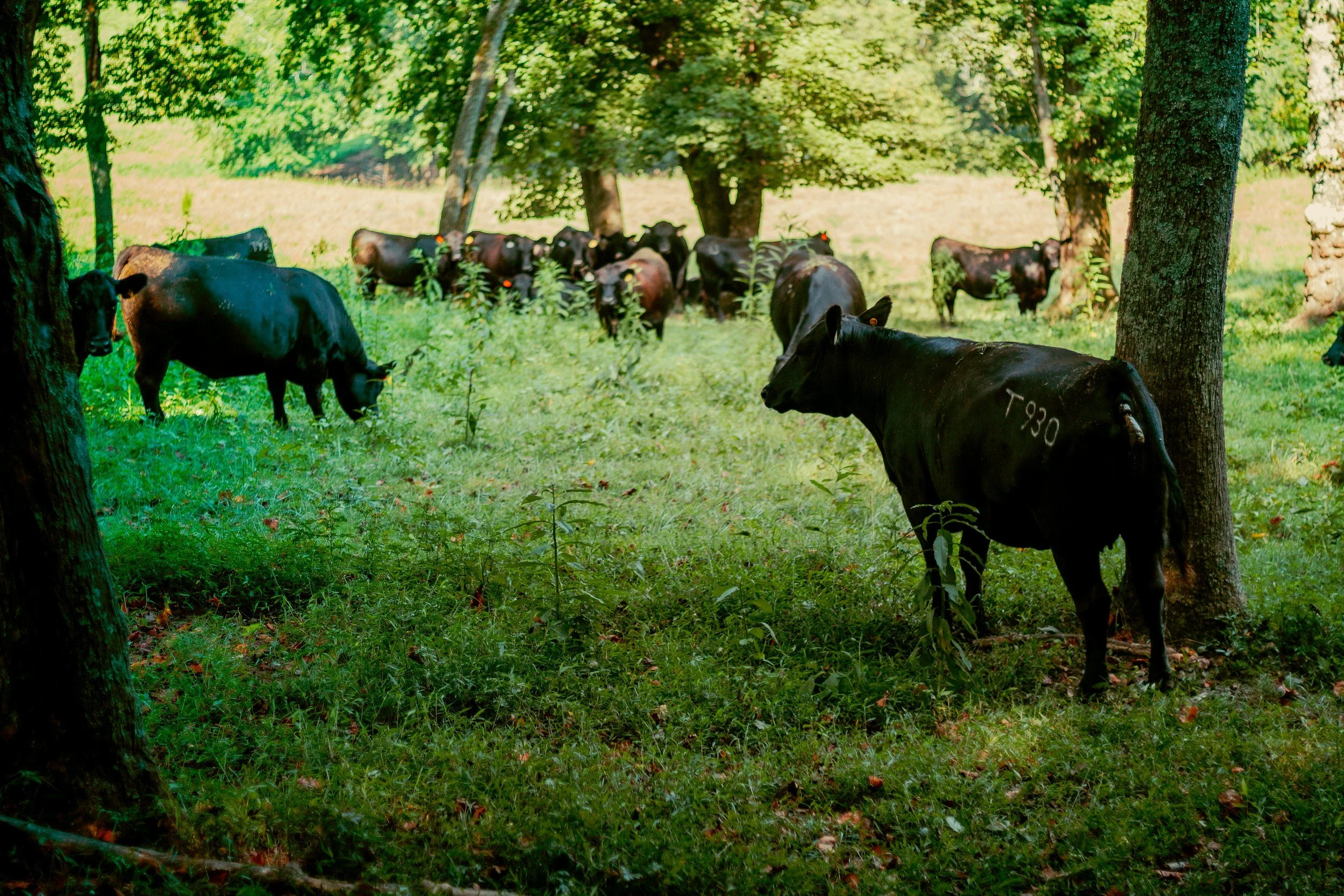A herd of black cows grazing and standing in a lush green forested area with sunlight filtering through the trees.