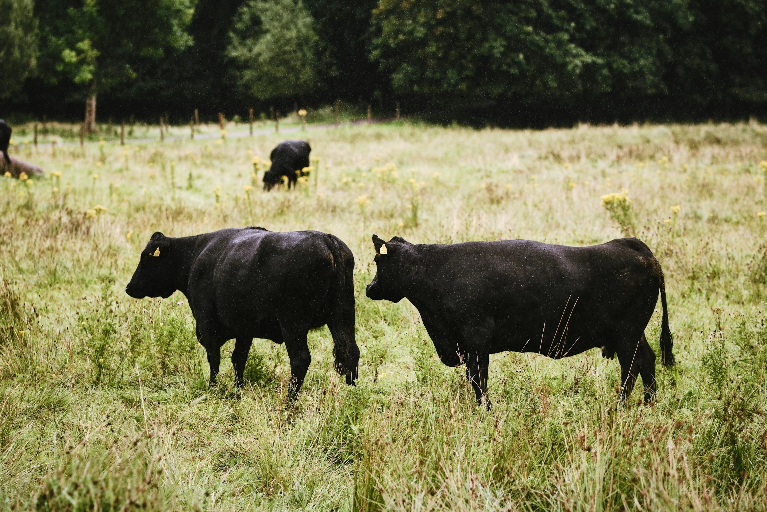 Three black cows grazing on a grassy field with yellow flowers, surrounded by trees and fence in the background during daytime.