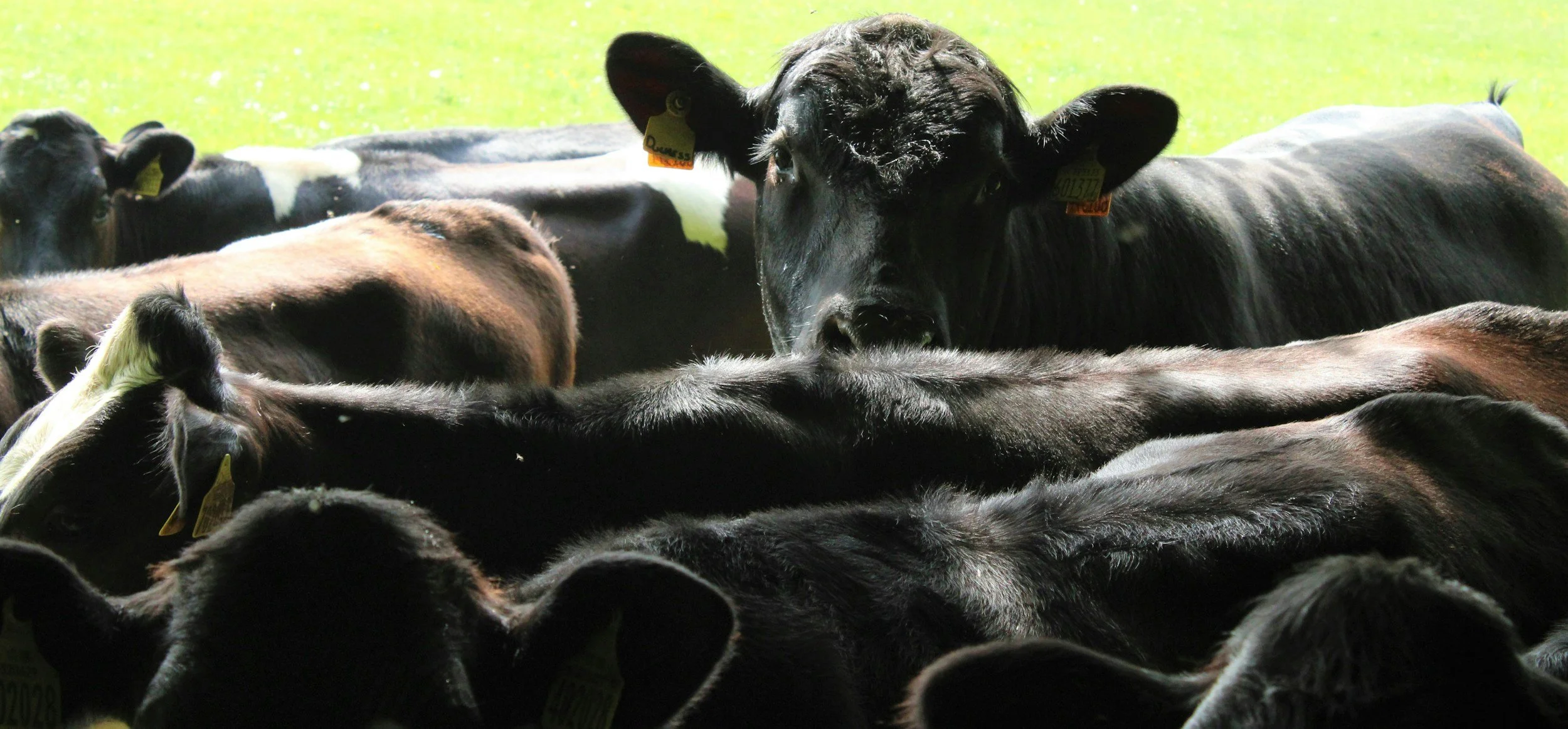 A group of black and brown calves standing closely together outdoors with a green background.