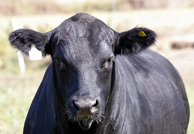 Close-up of a black cow with a tag on its left ear, standing outdoors.