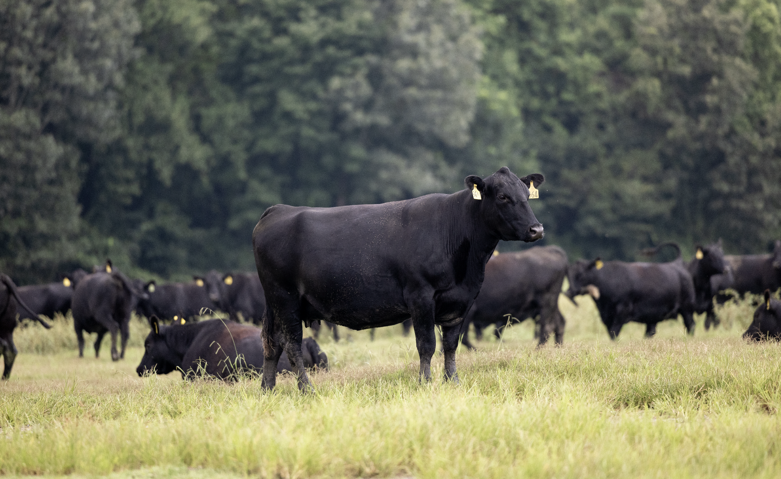 Black cow with yellow ear tags standing in a grassy field, with a herd of similar cows and a dense forest in the background.