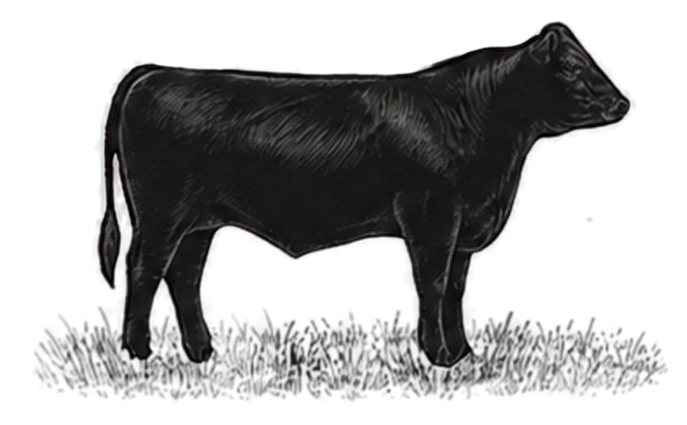Black metallic sculpture of a cow against a black background.