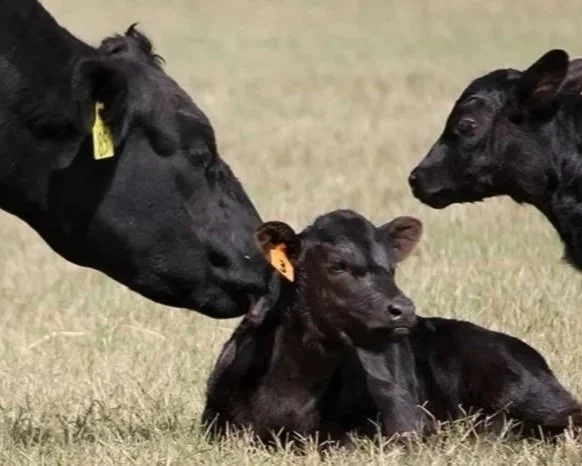 Three black cattle calves on a grassy field, with the calves in the center being playful and relaxed.