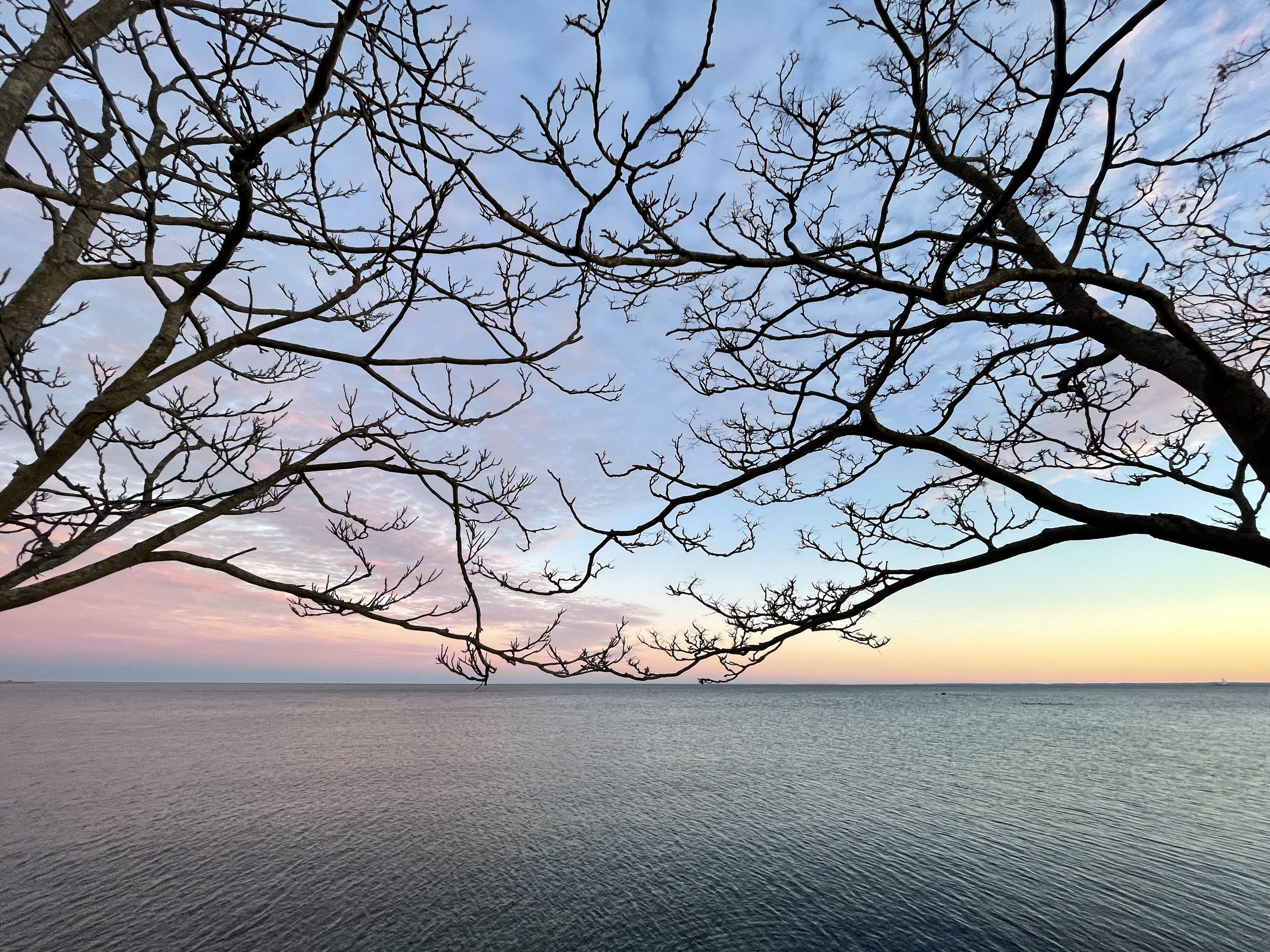 Branches from two trees reaching toward one another over a calm shoreline beneath a pastel evening sky