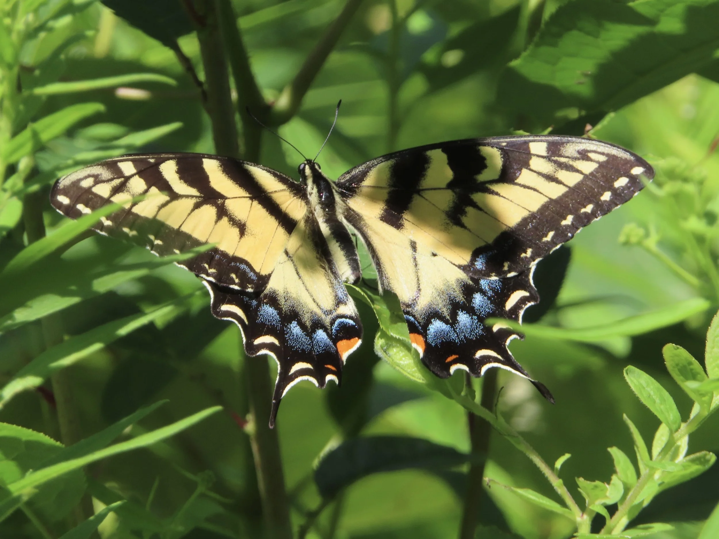 Yellow and black swallowtail butterfly resting with its wings fully open among green leaves