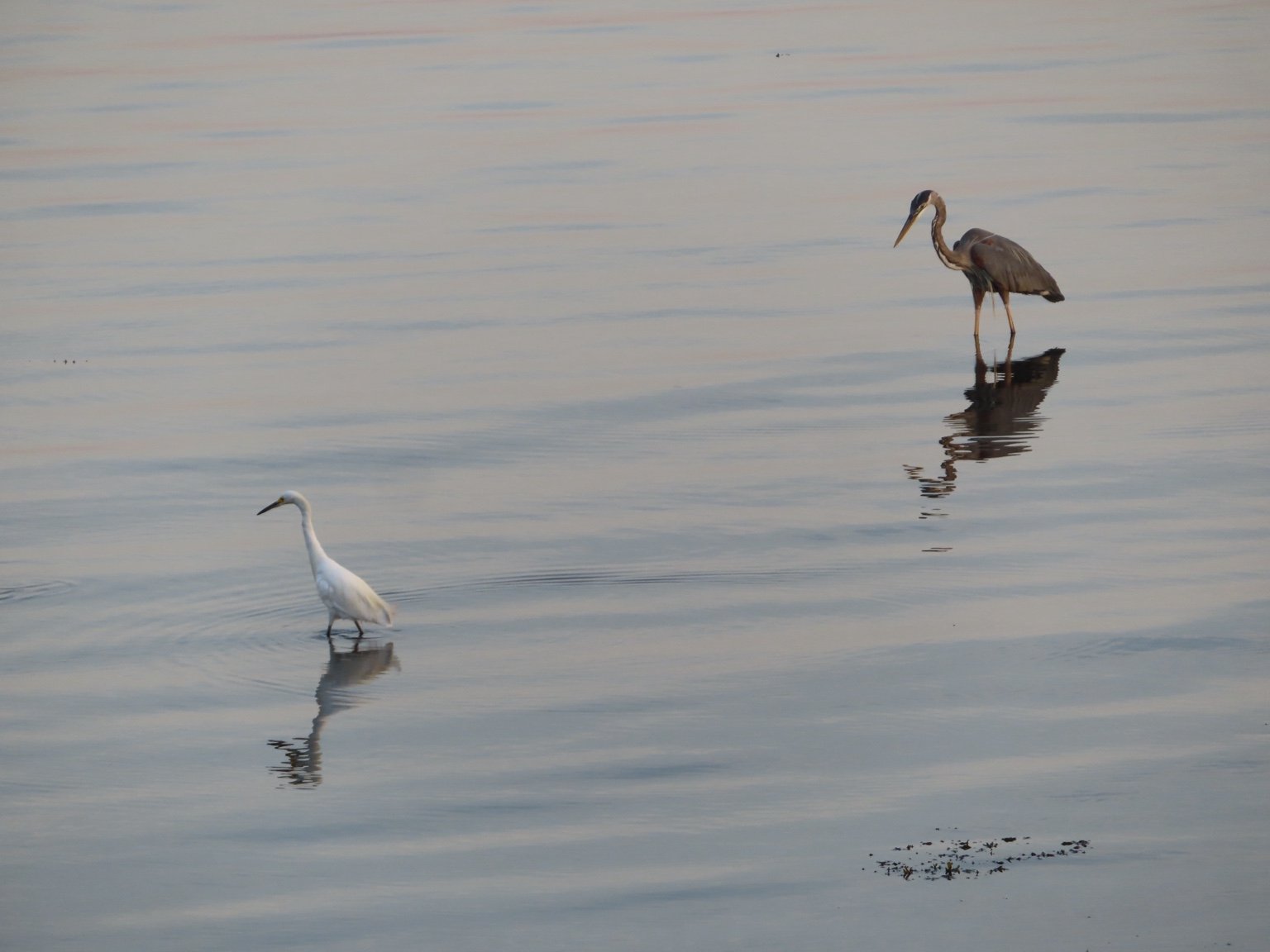 A great blue heron and a white egret standing in calm water with their reflections visible below.