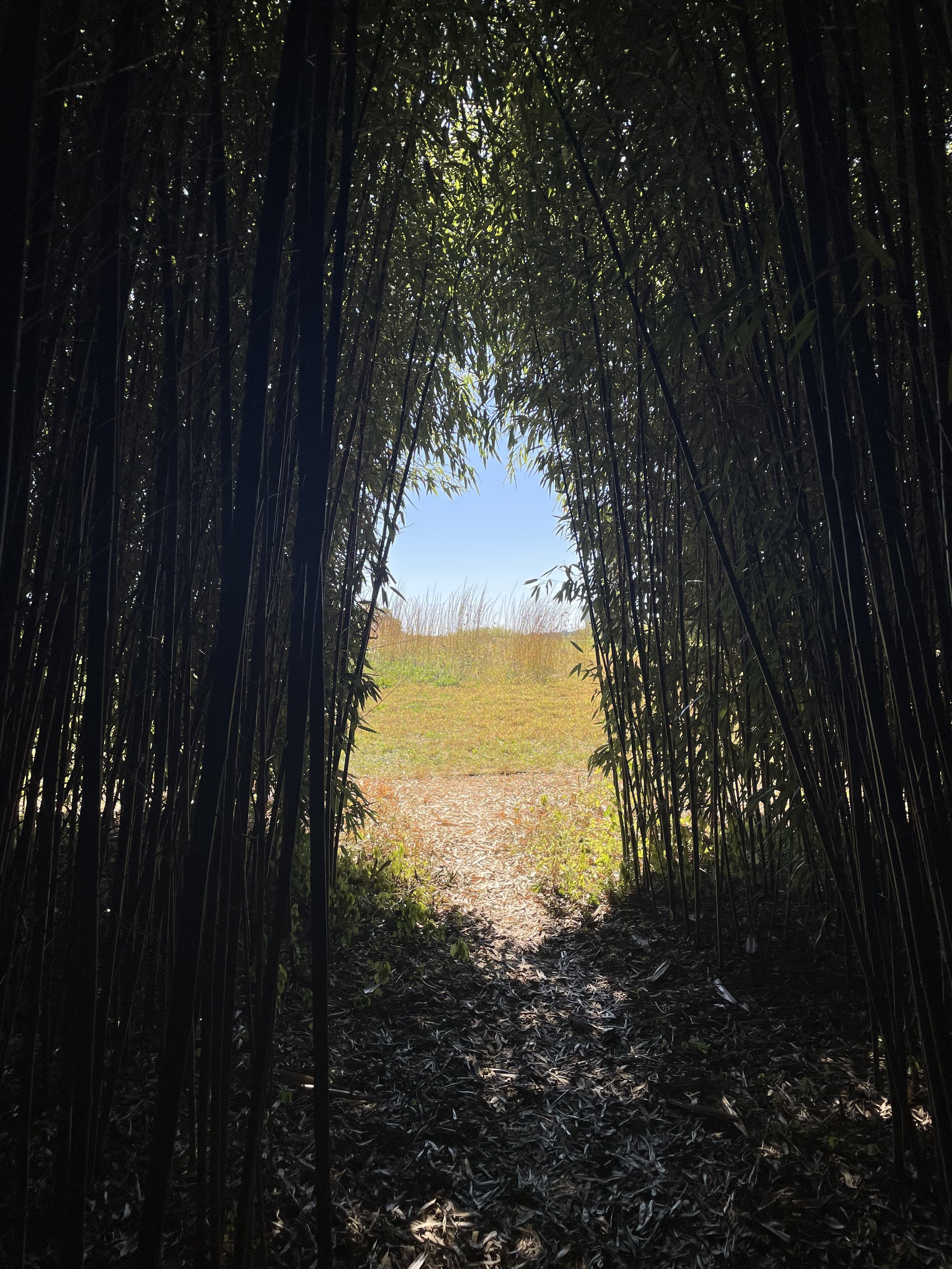 A pathway emerging from a shaded bamboo grove into a bright open field