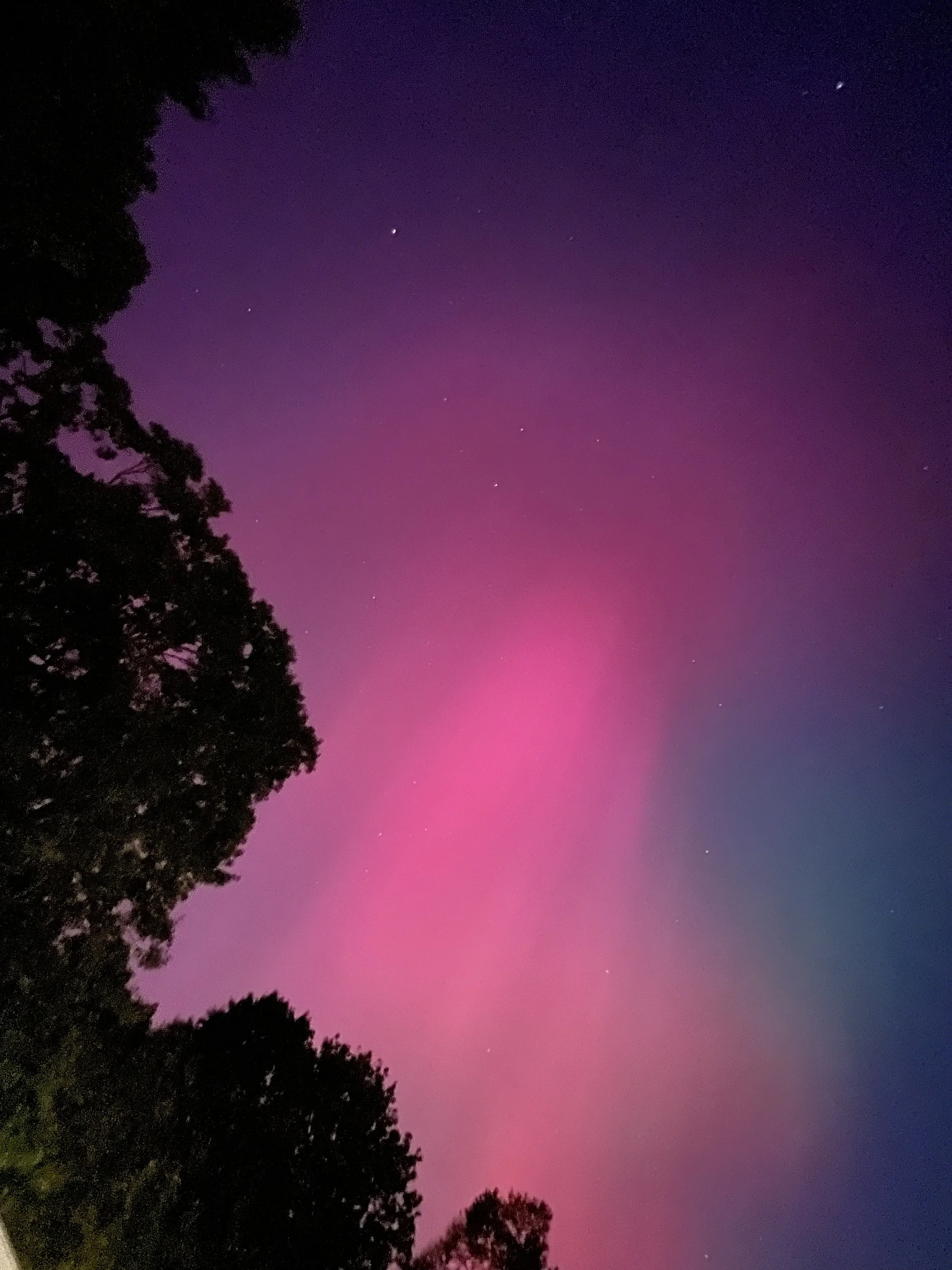 Pink and purple aurora glowing across the night sky, framed by dark trees