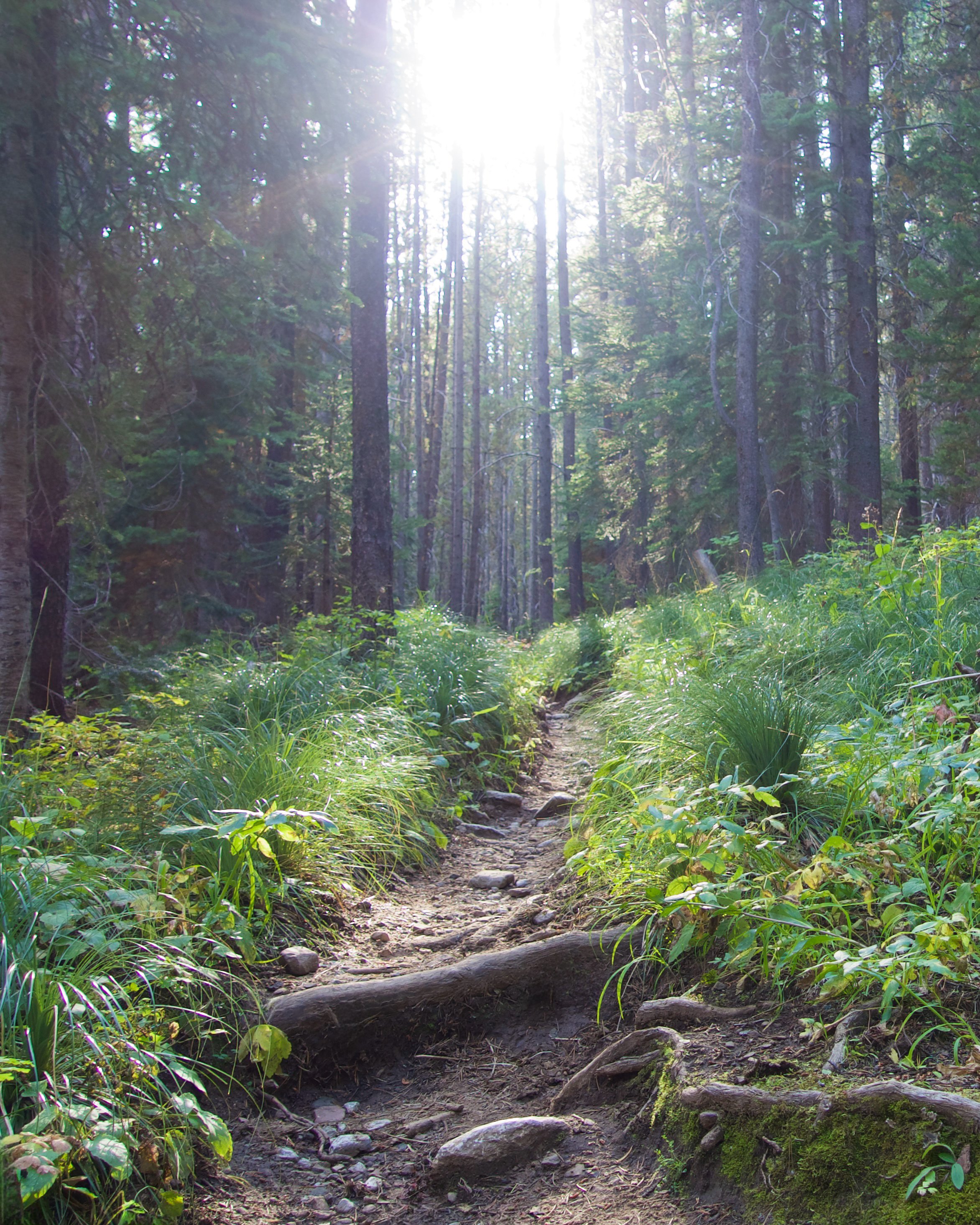 A narrow dirt trail through a dense forest with tall pine trees and green shrubbery, illuminated by sunlight streaming through the canopy.