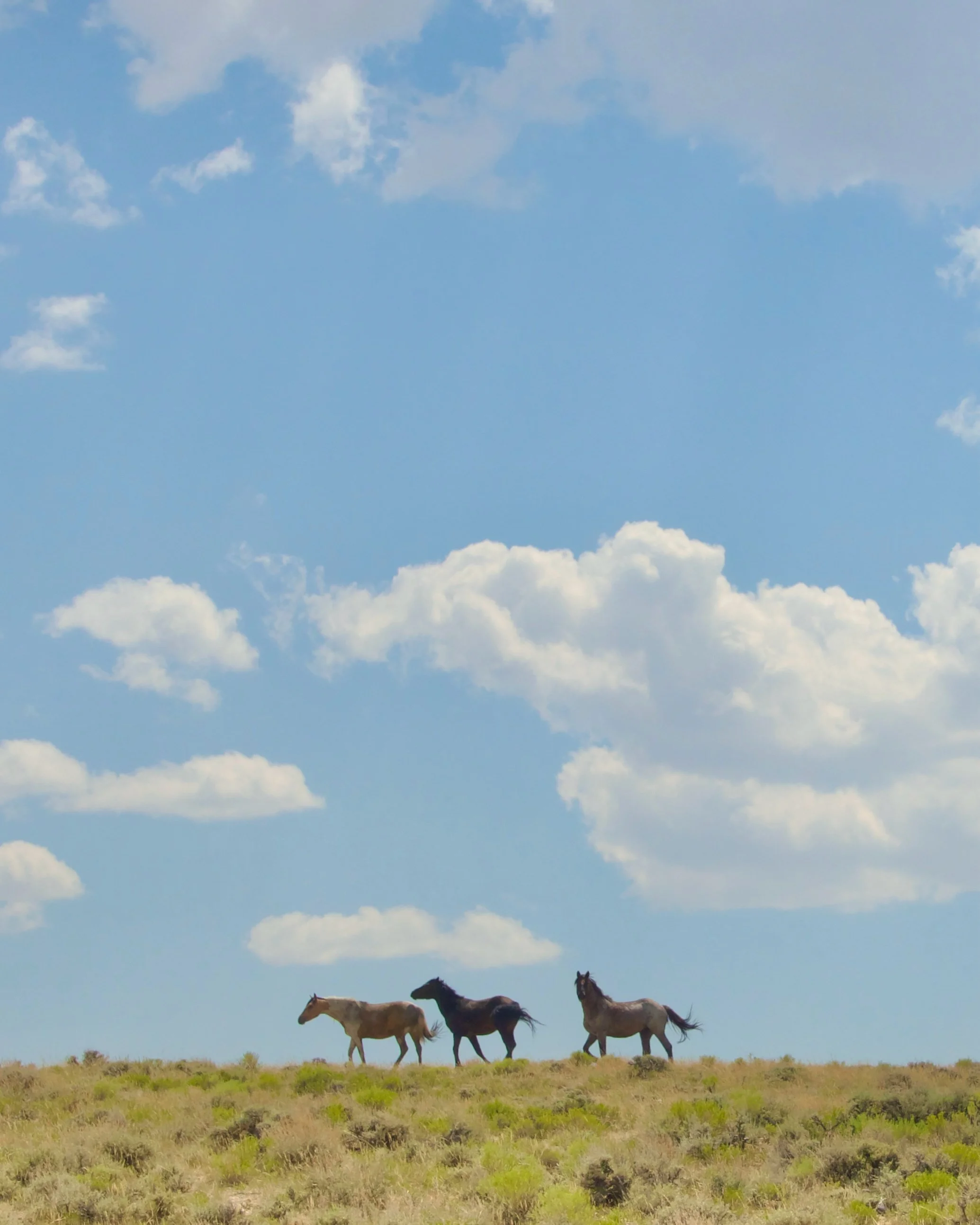 Four horses walking in a line on a grassy plain beneath a bright blue sky with fluffy clouds.
