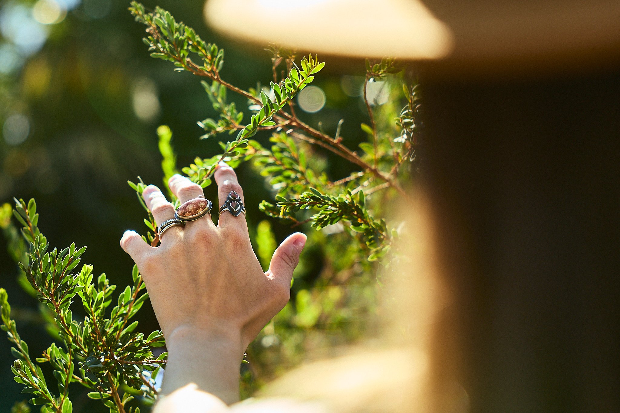 A person's hand with multiple rings touching green leafy plant branches outdoors, sunlight in the background.