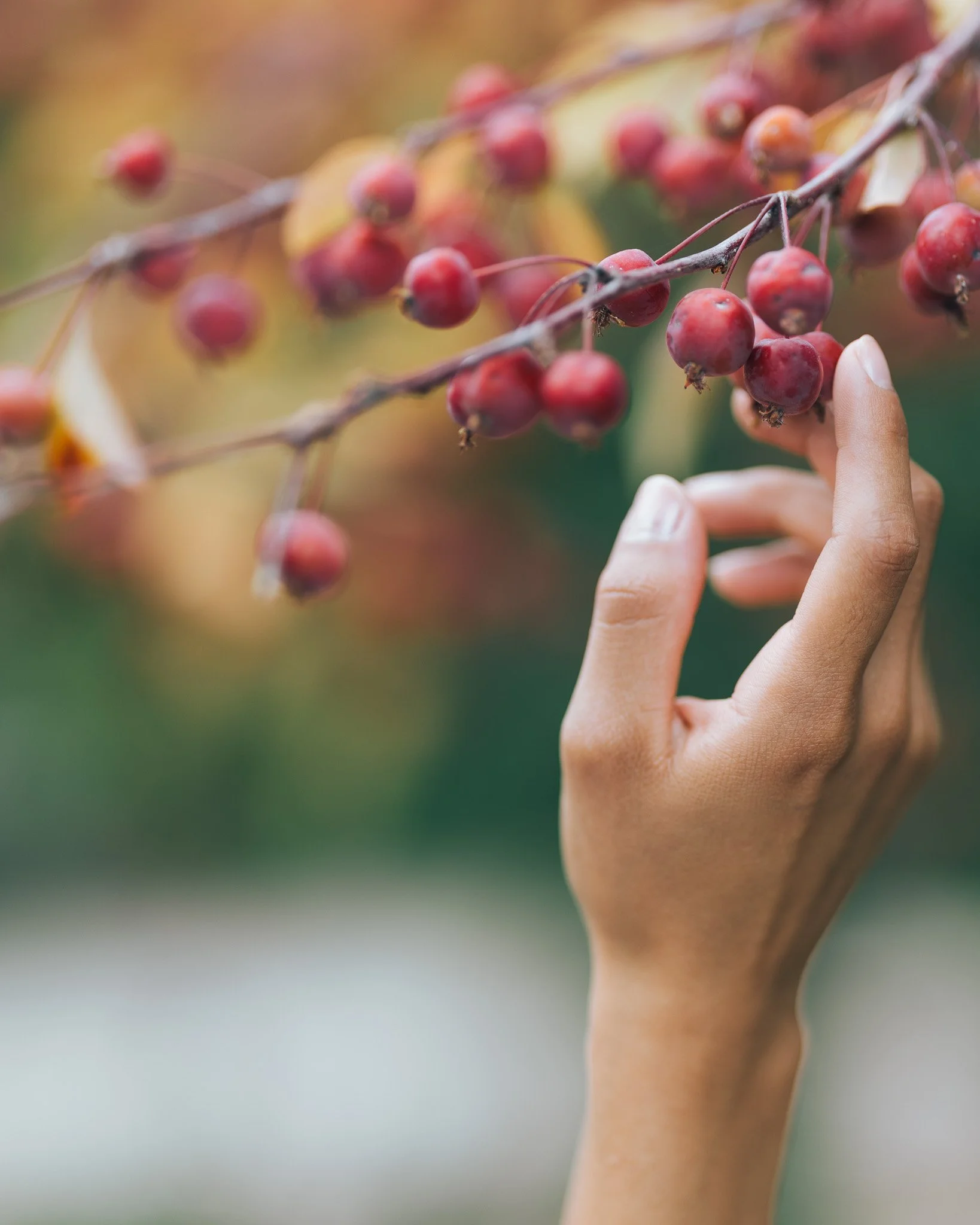 A human hand holding a branch with small red berries.