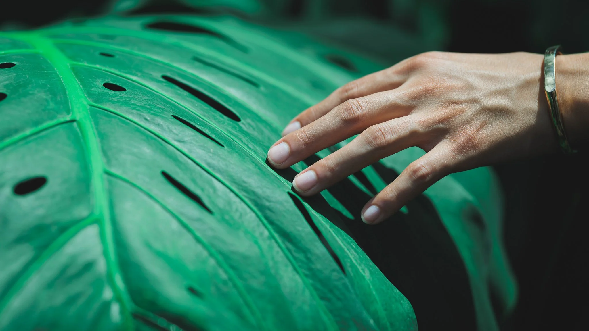 Close-up of a person's hand touching large, green, decorative Monstera leaf with black holes.