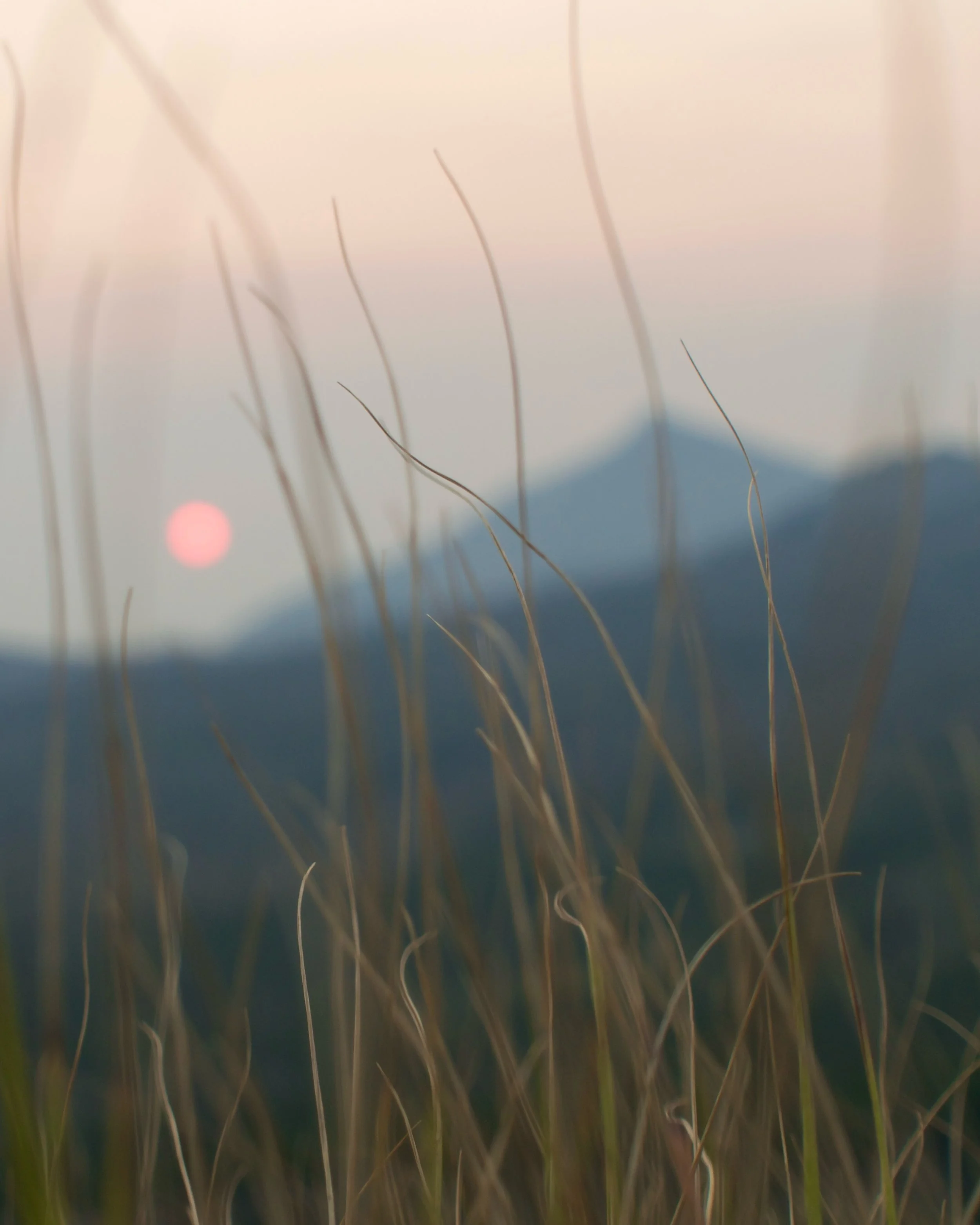 Blurry image of tall grass with a mountain and a setting or rising sun in the background.